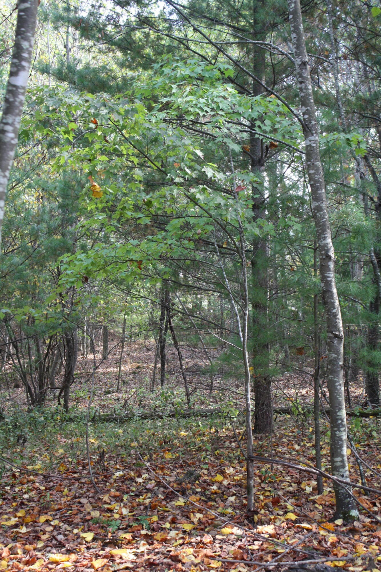 Lot 44 Old St Clair Road #PIPESTEM POINTE, Pipestem, West Virginia image 8