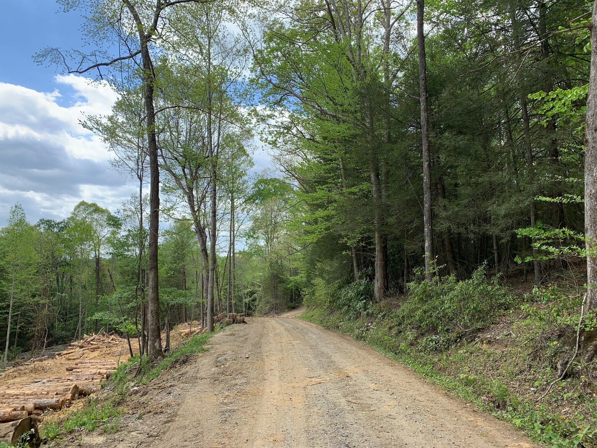 Ward Rd & Trimble Rd, Nettie, West Virginia image 4