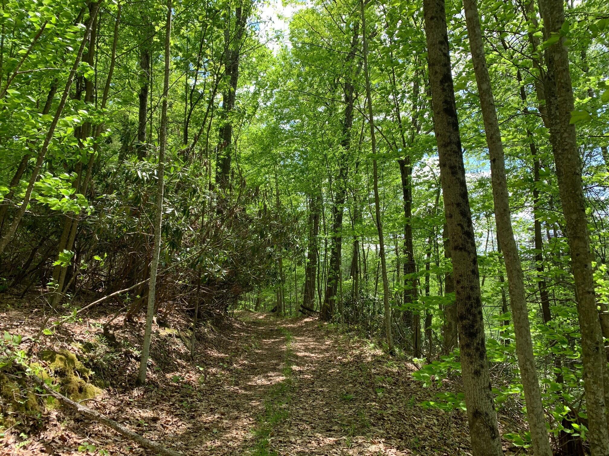 Ward Rd & Trimble Rd, Nettie, West Virginia image 33