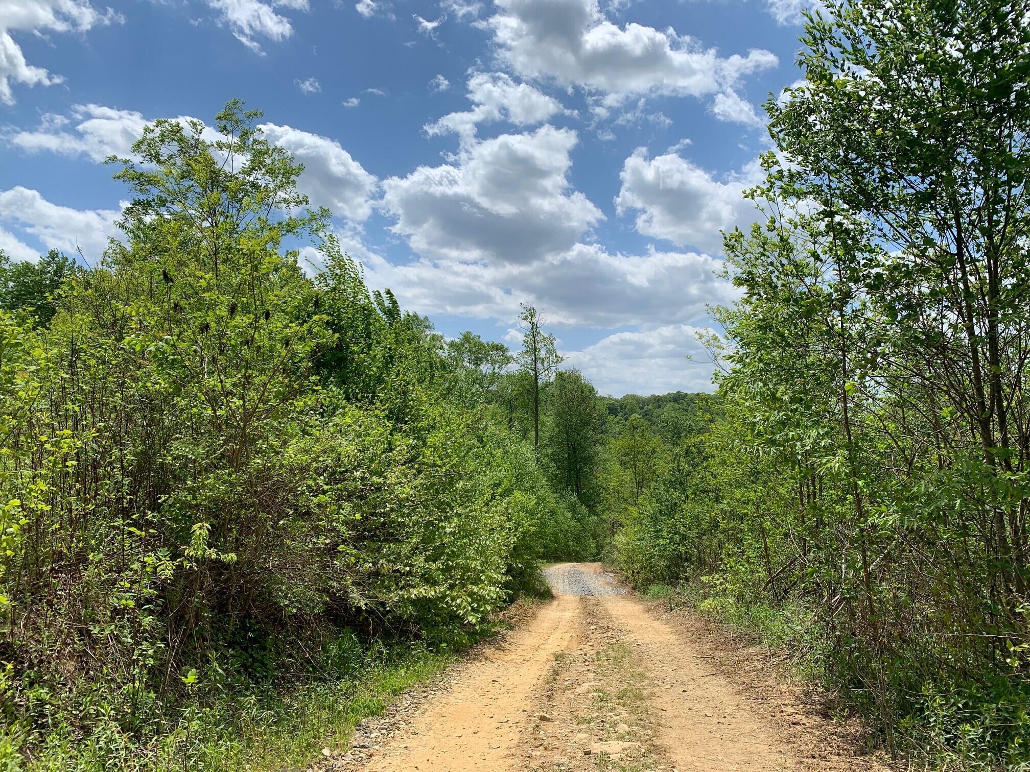 Ward Rd & Trimble Rd, Nettie, West Virginia image 6