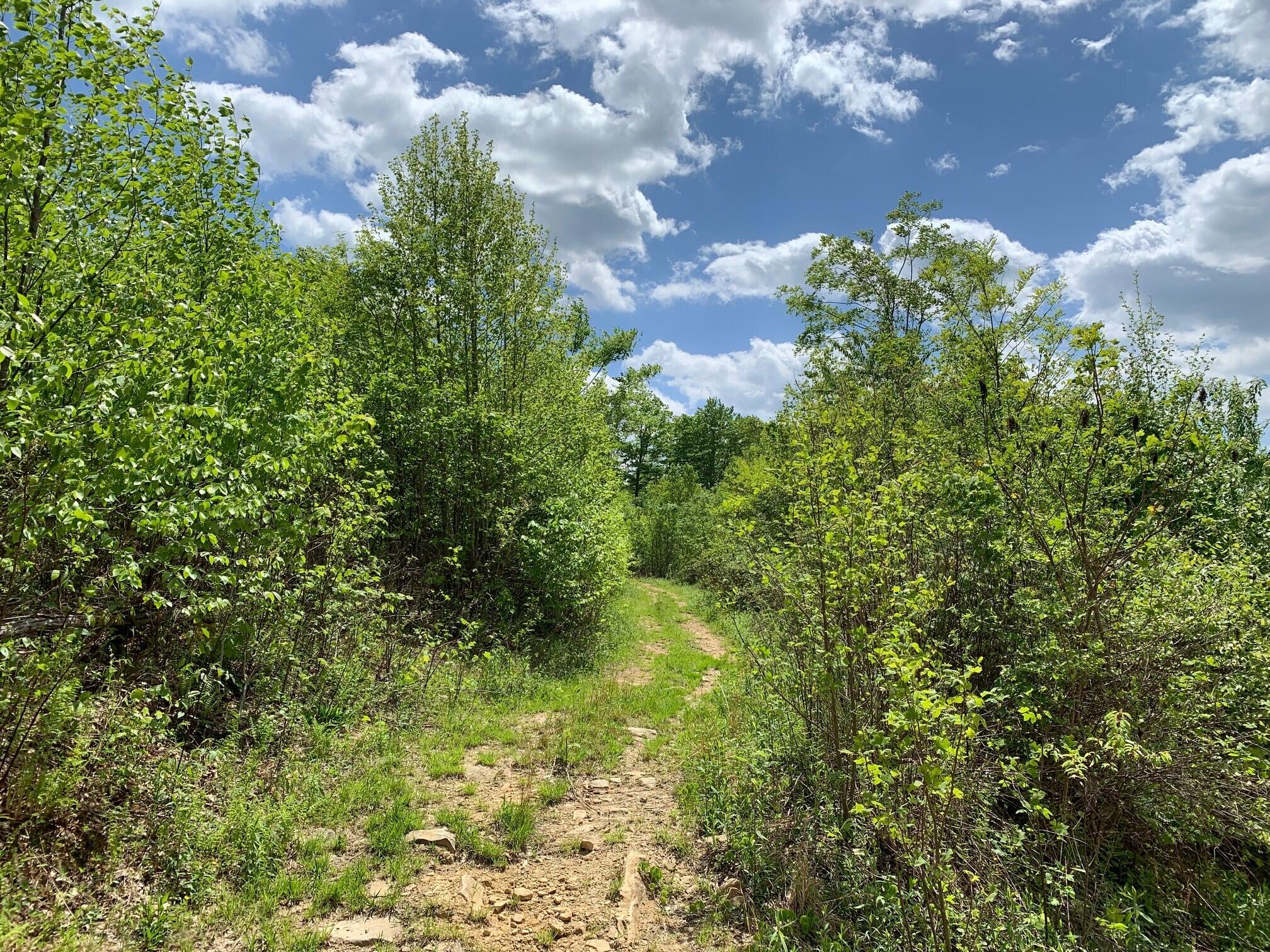 Ward Rd & Trimble Rd, Nettie, West Virginia image 31