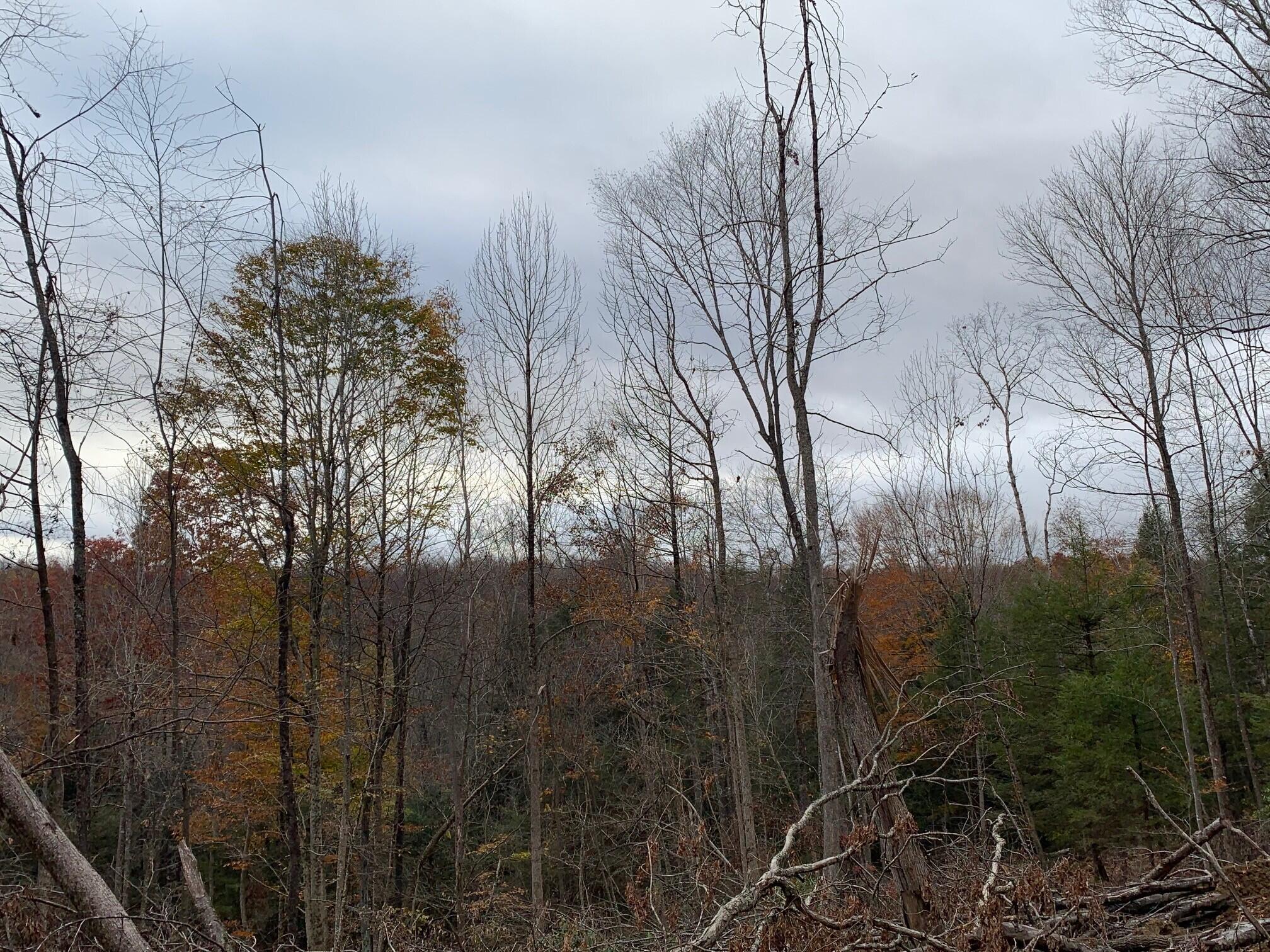 Ward Rd & Trimble Rd, Nettie, West Virginia image 29