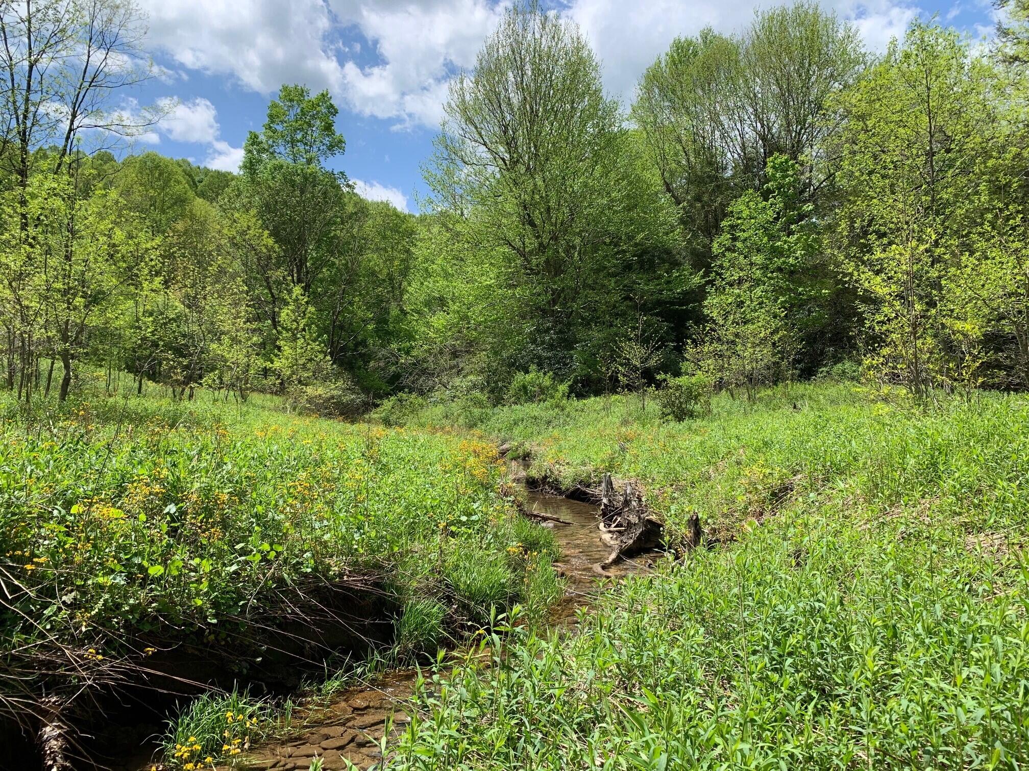 Ward Rd & Trimble Rd, Nettie, West Virginia image 8