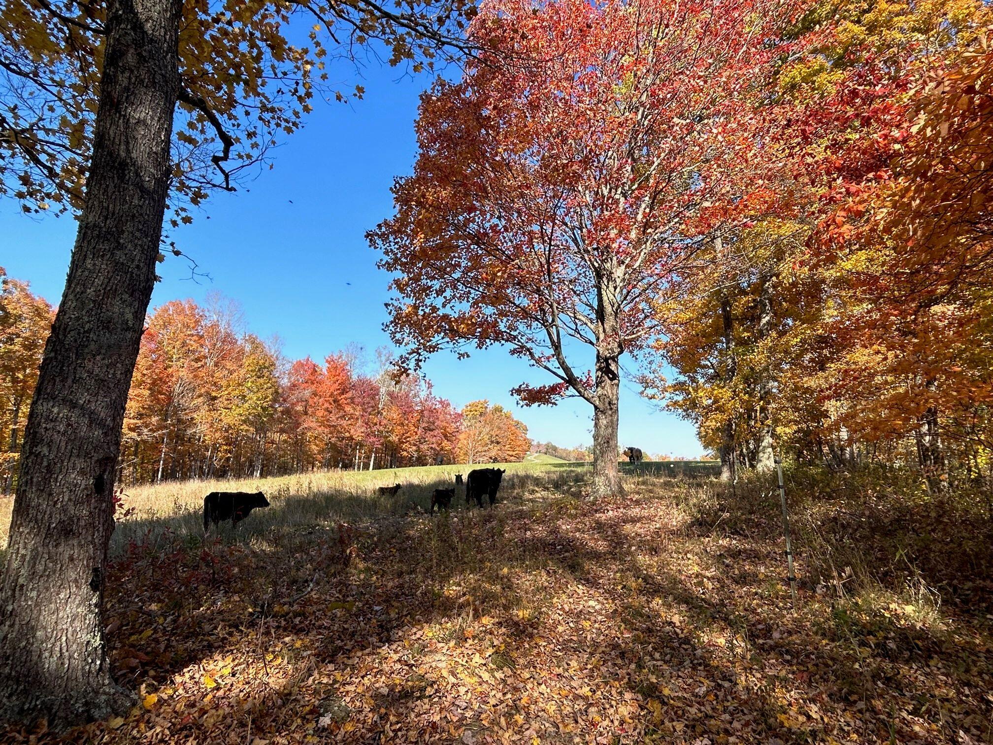 Tract C Judson Rd, Hinton, West Virginia image 18