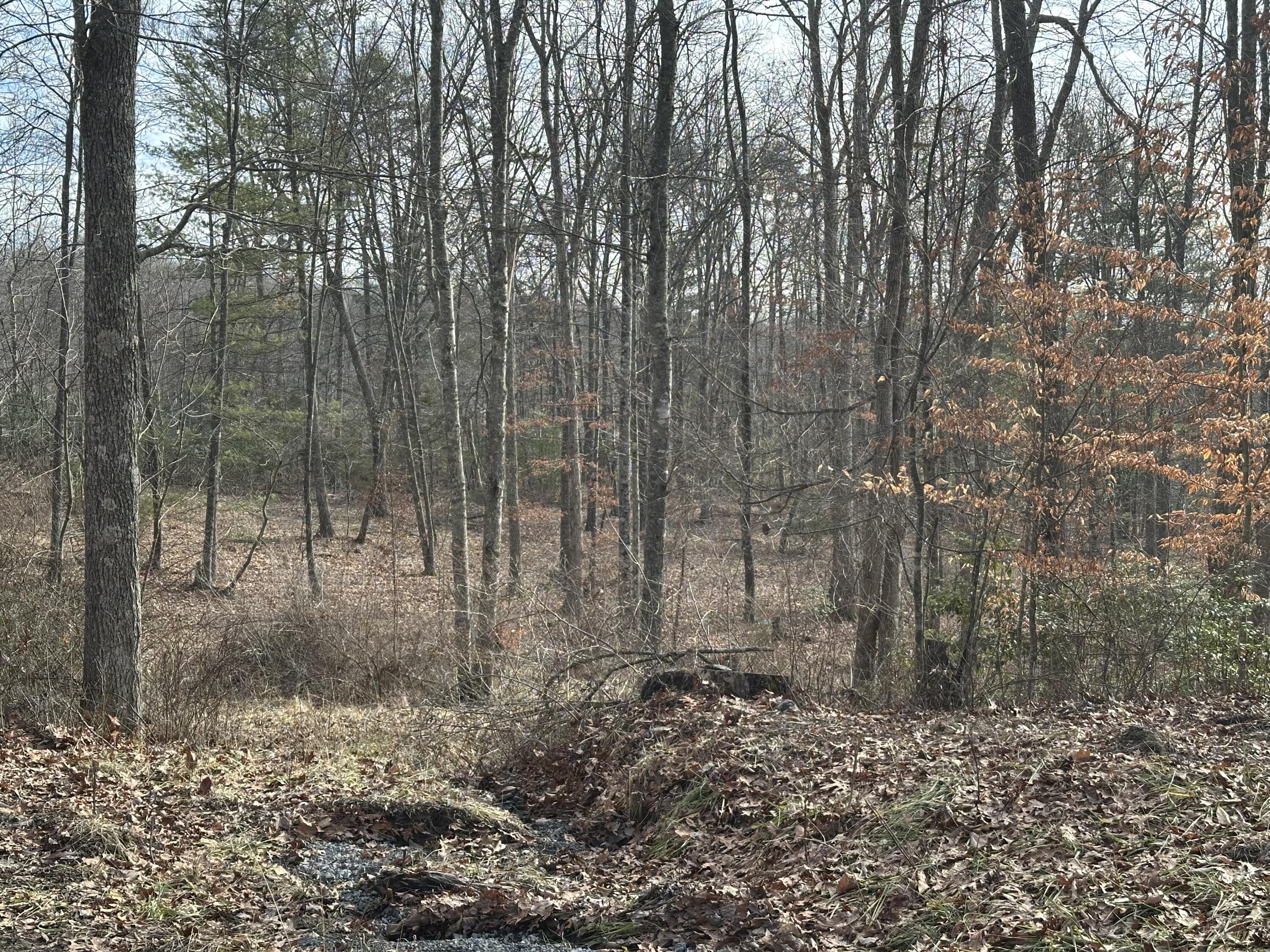 Lot 1 & 2 Rt. 1, Muddy Creek Mountain #1  2, Alderson, Texas image 6