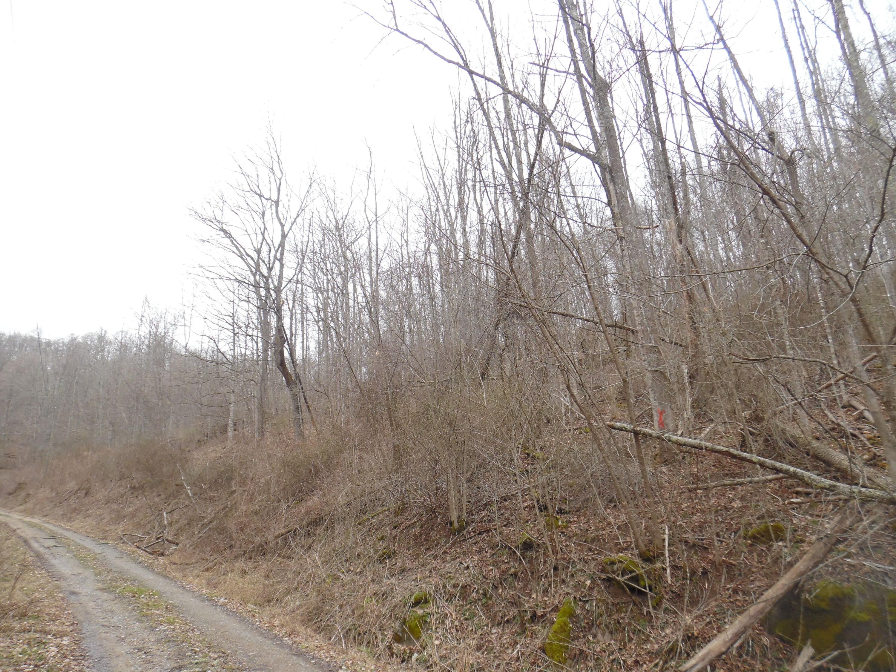 300 Little Mountain Drive #LOT C-2, Hillsboro, West Virginia image 11