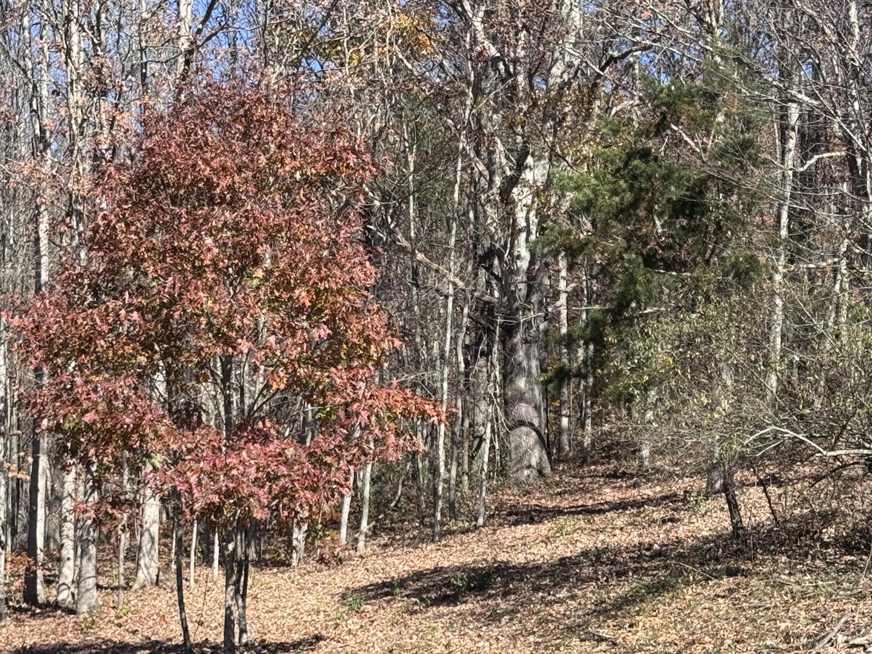 Cold Hollow Rd, Rainelle, West Virginia image 8