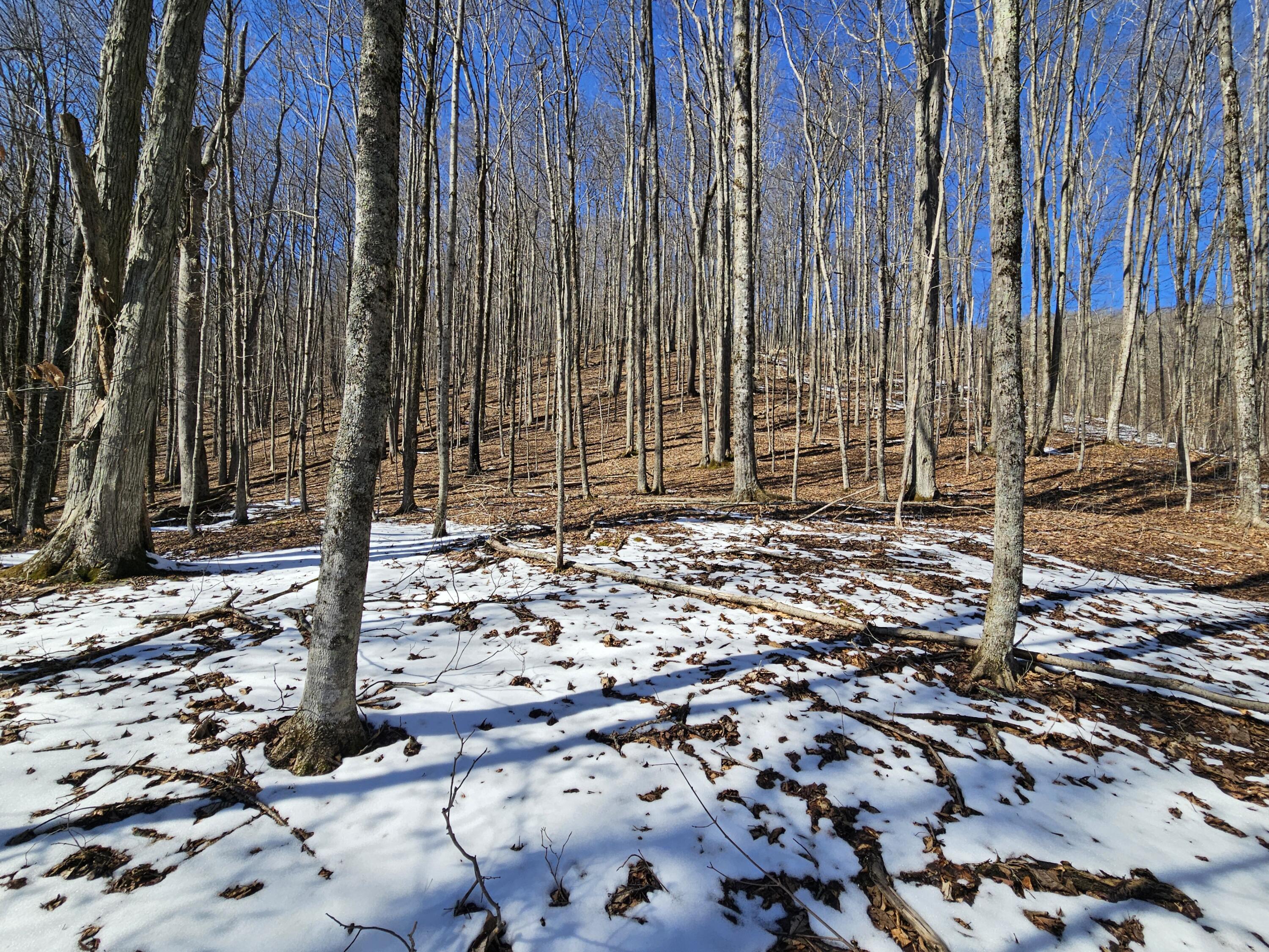 Lot 13 Lower Cherry Grove Rd #13, Slatyfork, West Virginia image 18