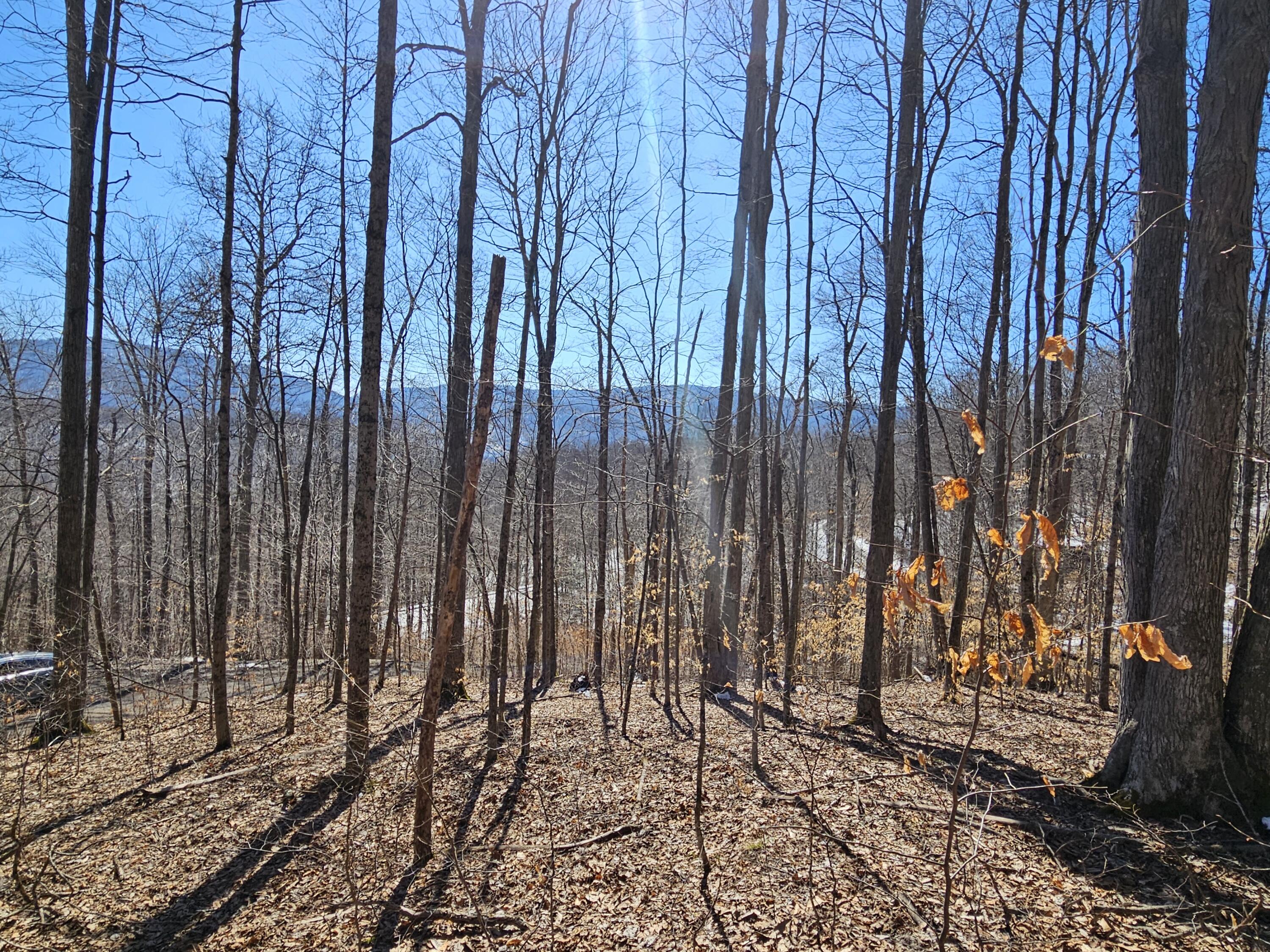 Lot 13 Lower Cherry Grove Rd #13, Slatyfork, West Virginia image 13