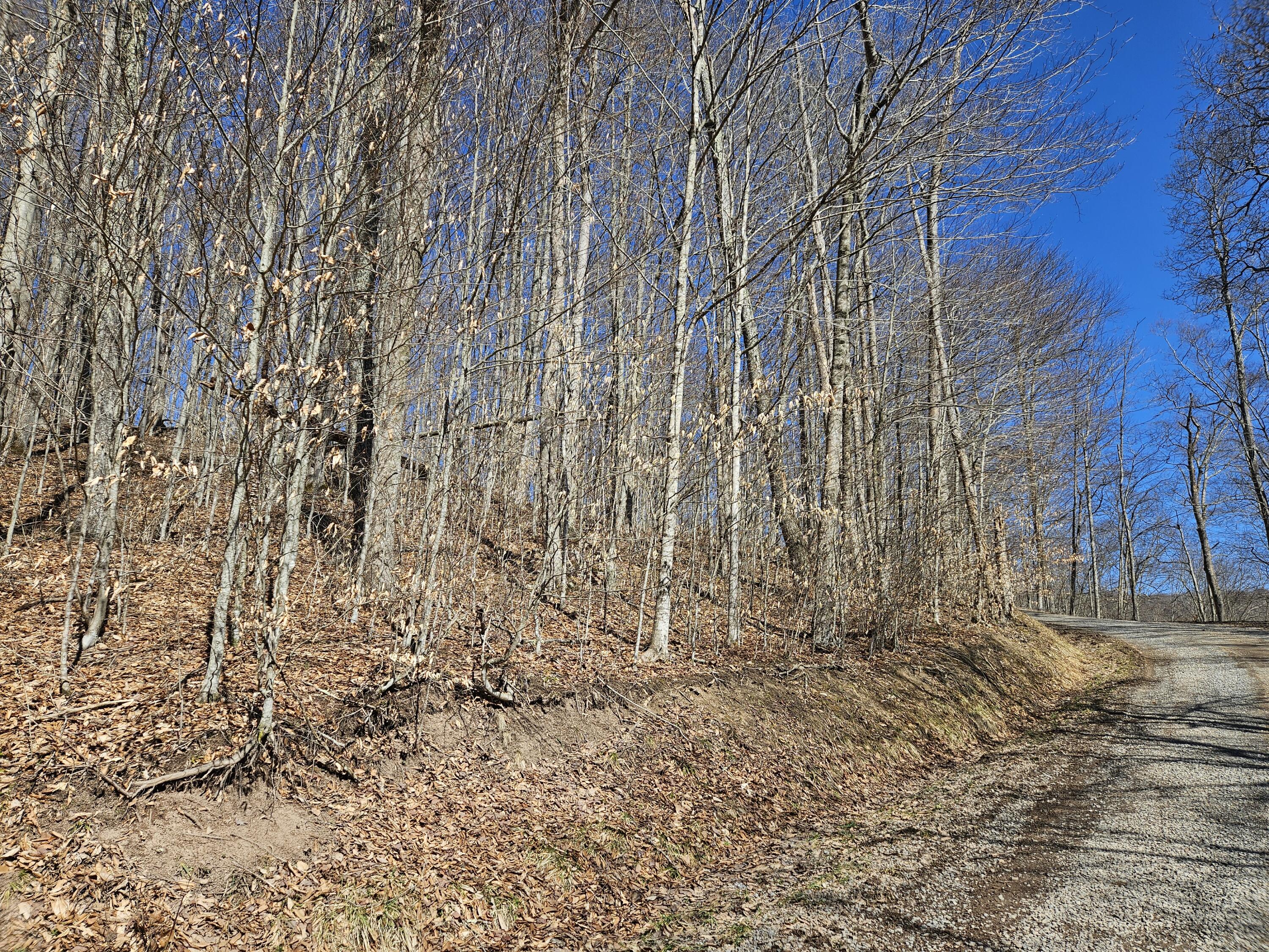 Lot 13 Lower Cherry Grove Rd #13, Slatyfork, West Virginia image 5