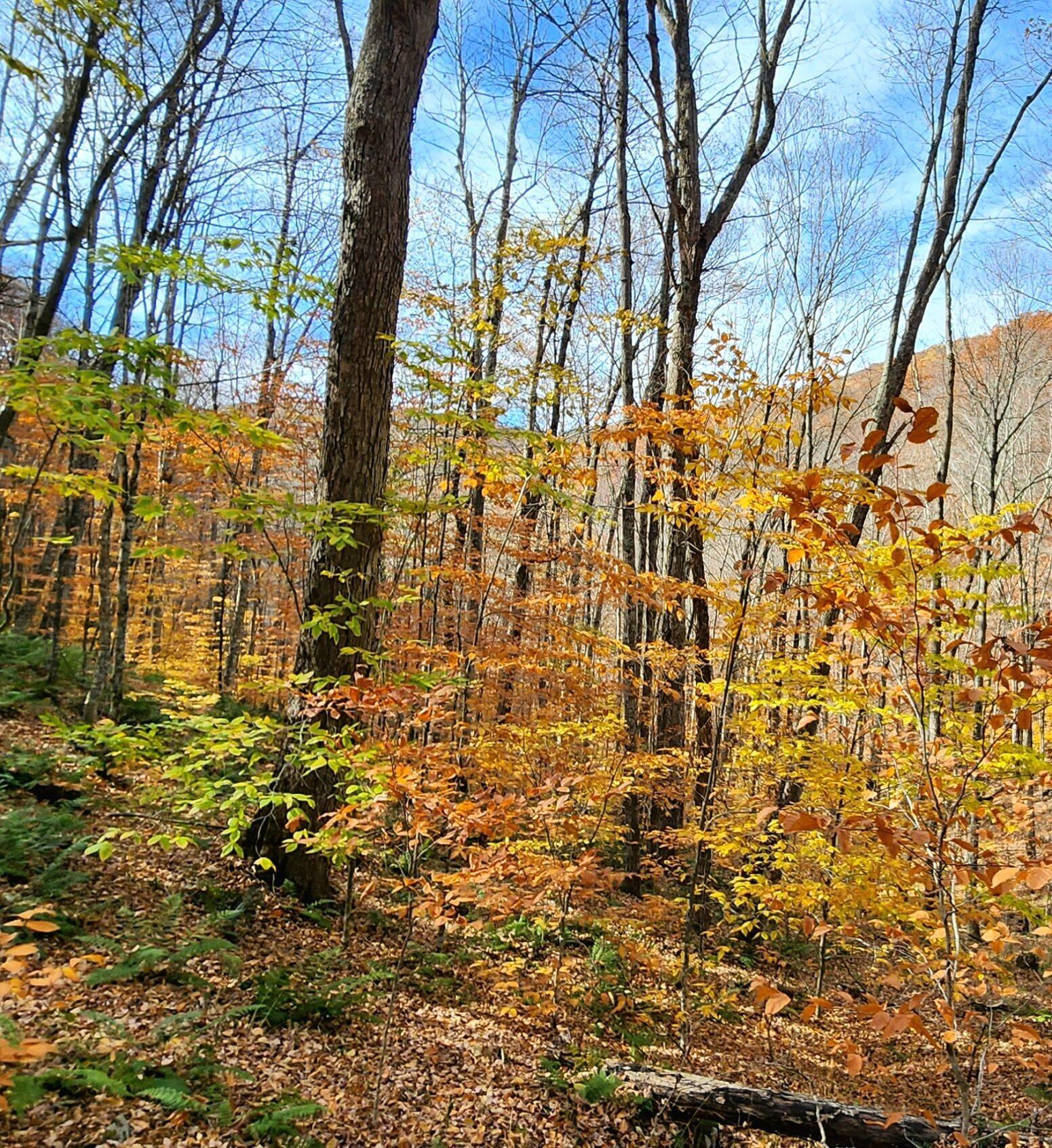 128 Acres Elleber Sods Road, Green Bank, West Virginia image 15