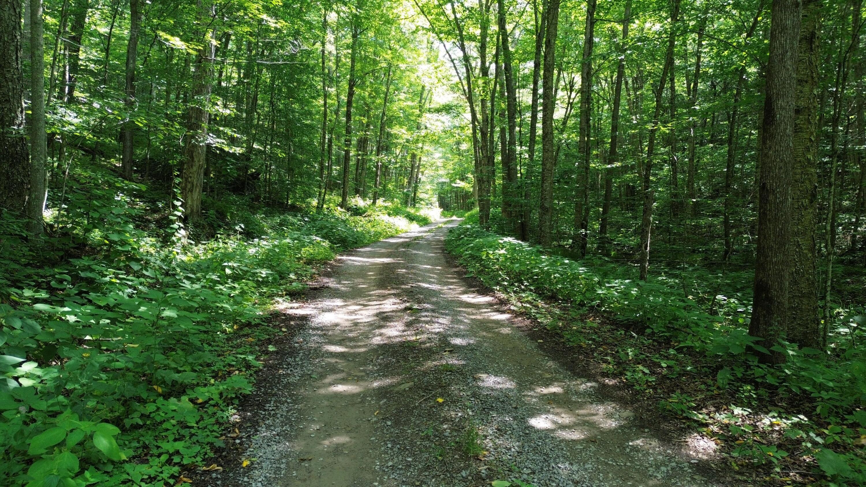 128 Acres Elleber Sods Road, Green Bank, West Virginia image 7