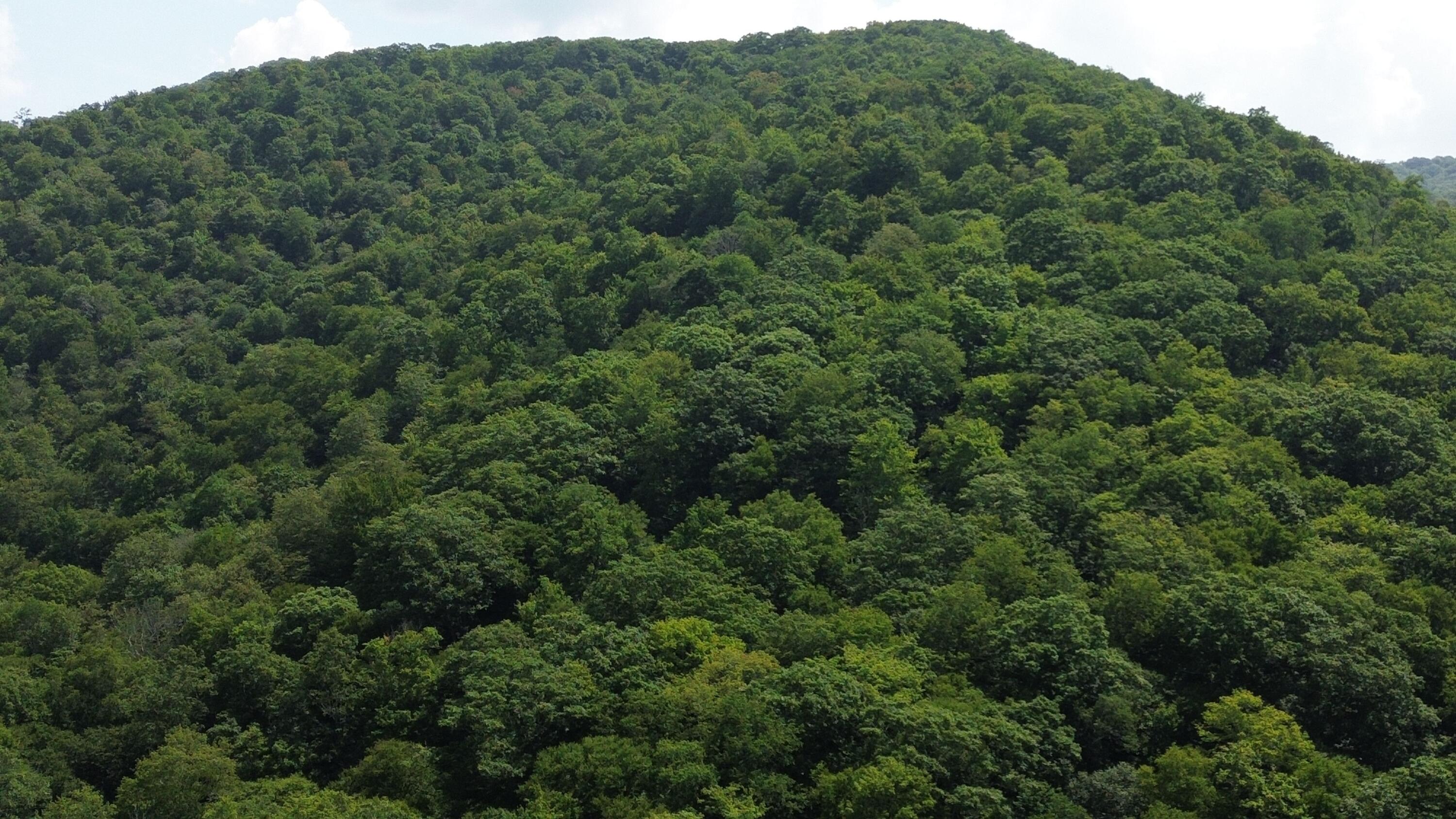 128 Acres Elleber Sods Road, Green Bank, West Virginia image 37