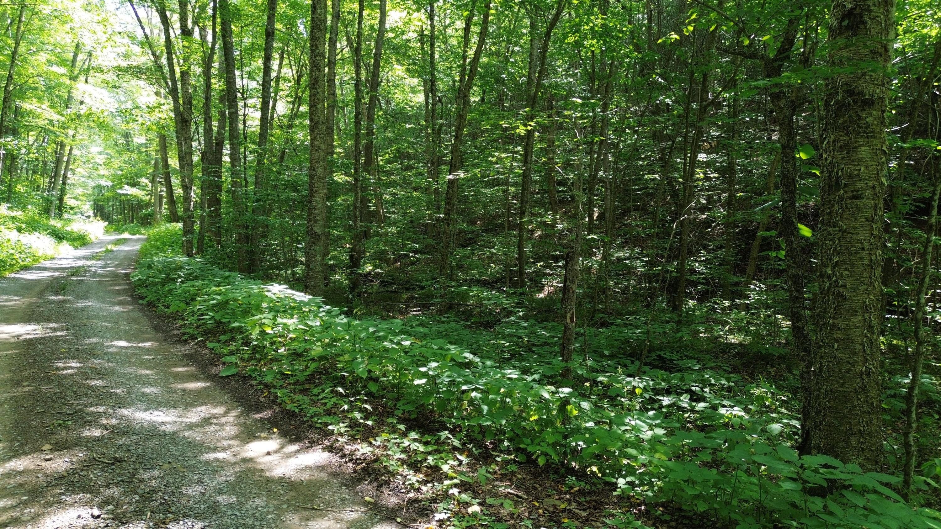 128 Acres Elleber Sods Road, Green Bank, West Virginia image 4