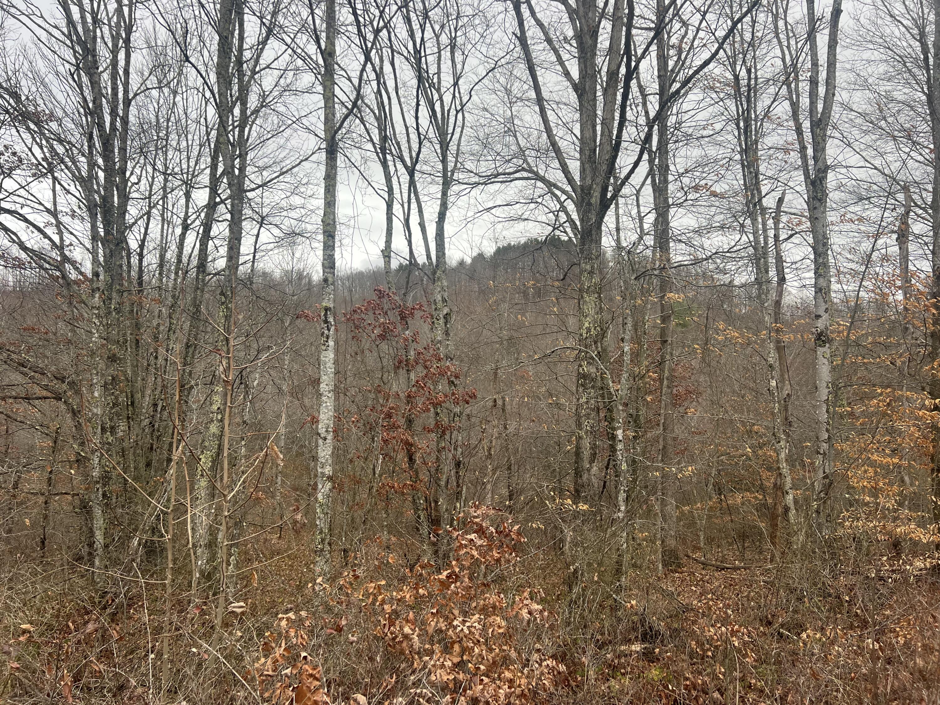 High Meadows Lane #17, Alderson, West Virginia image 8