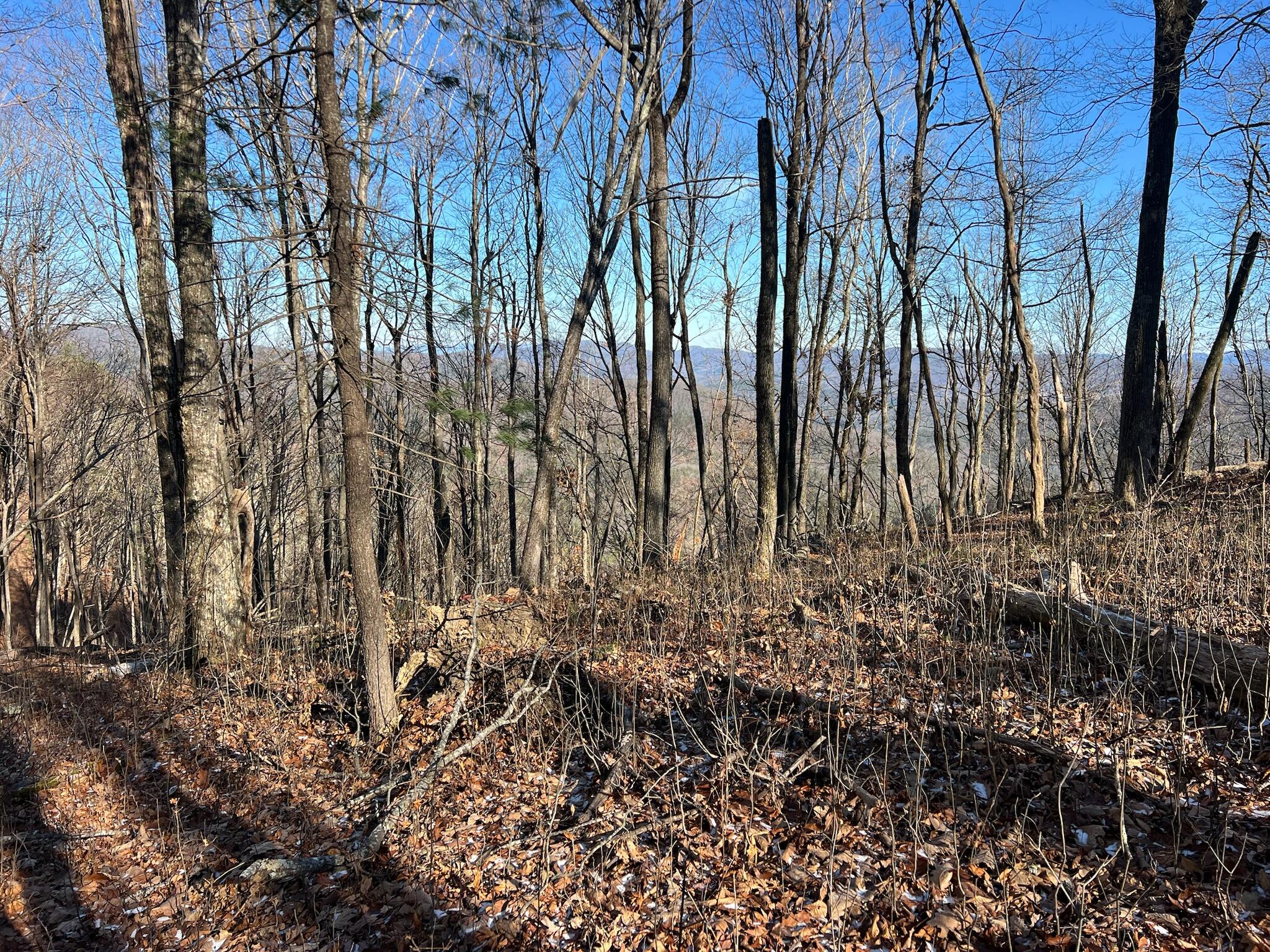 Lot 20 Bear Track, Gap Mills, West Virginia image 3