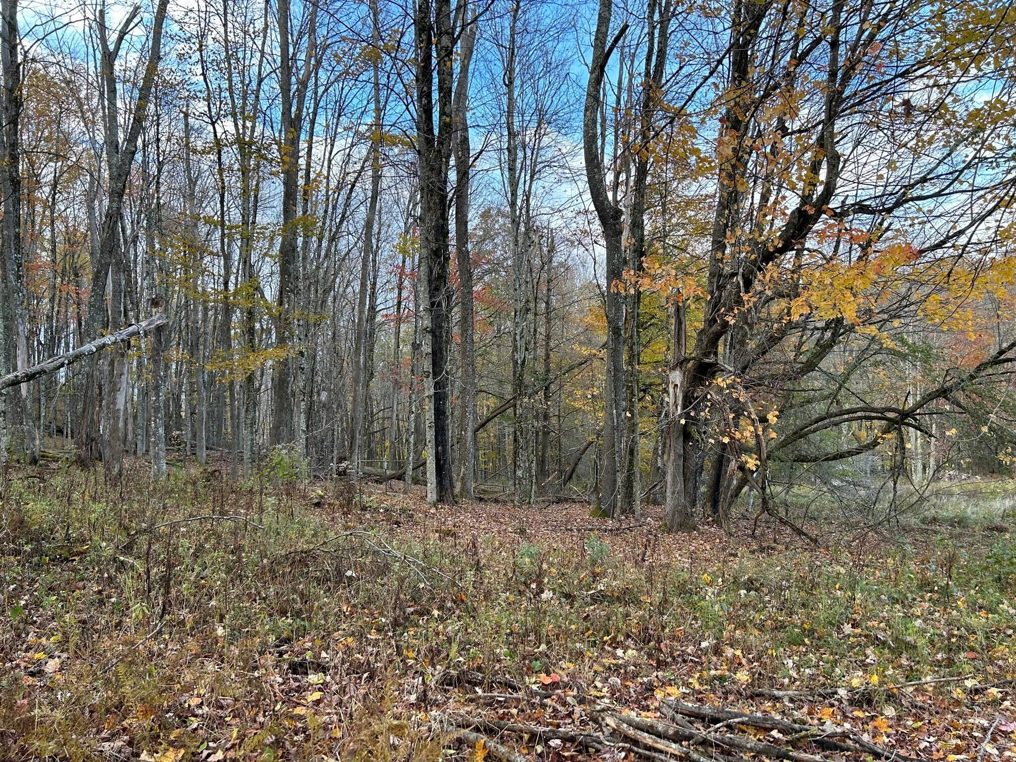 Lot 11 Kellison Acres #11, Marlinton, West Virginia image 4