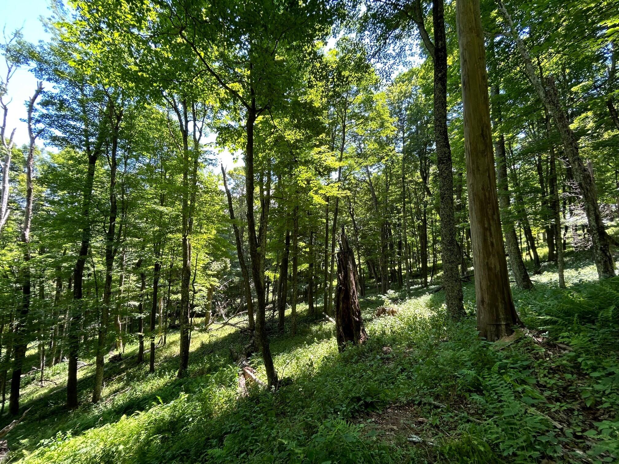 Lot 11 Kellison Acres #11, Marlinton, West Virginia image 25