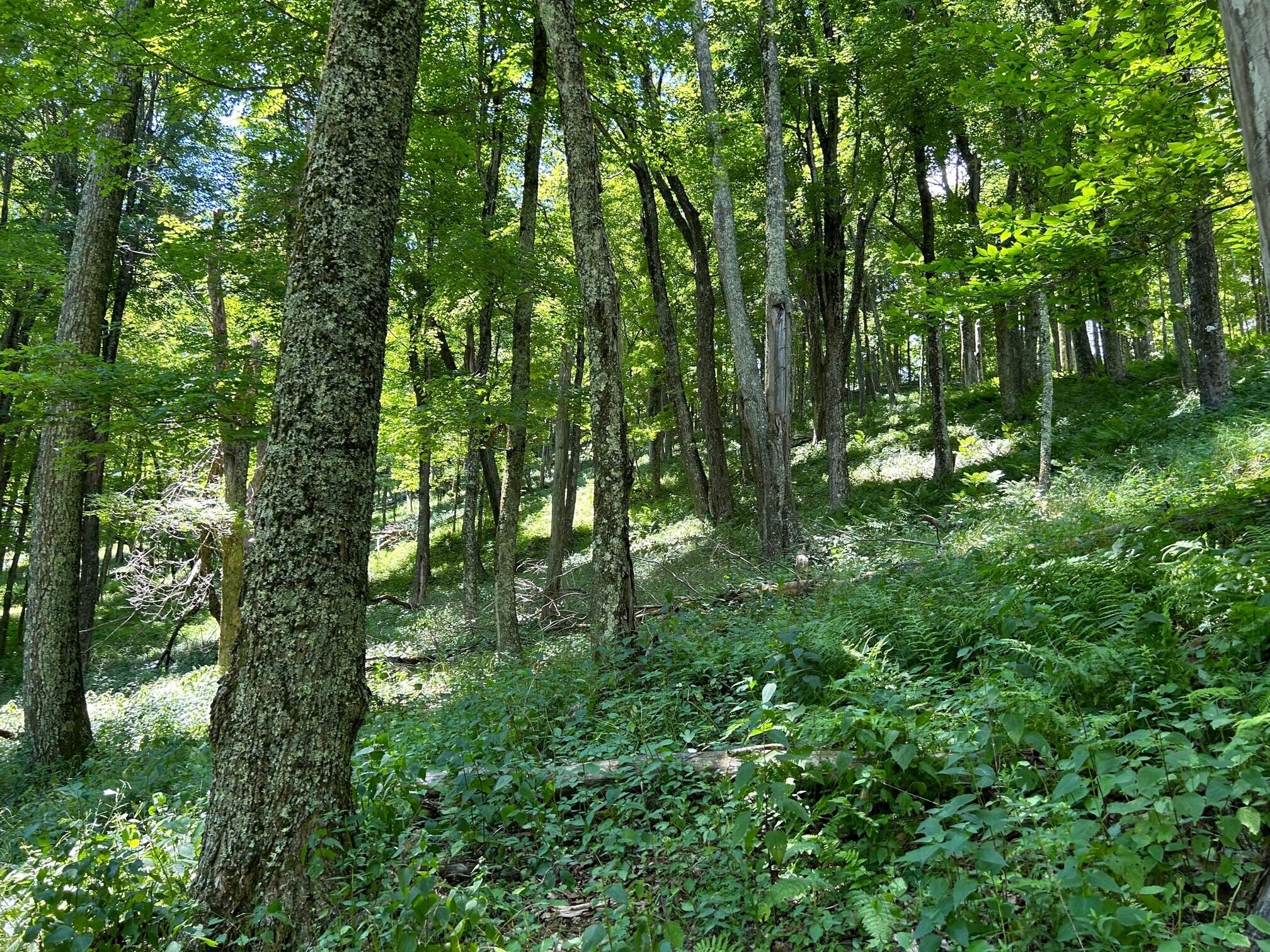 Lot 11 Kellison Acres #11, Marlinton, West Virginia image 24