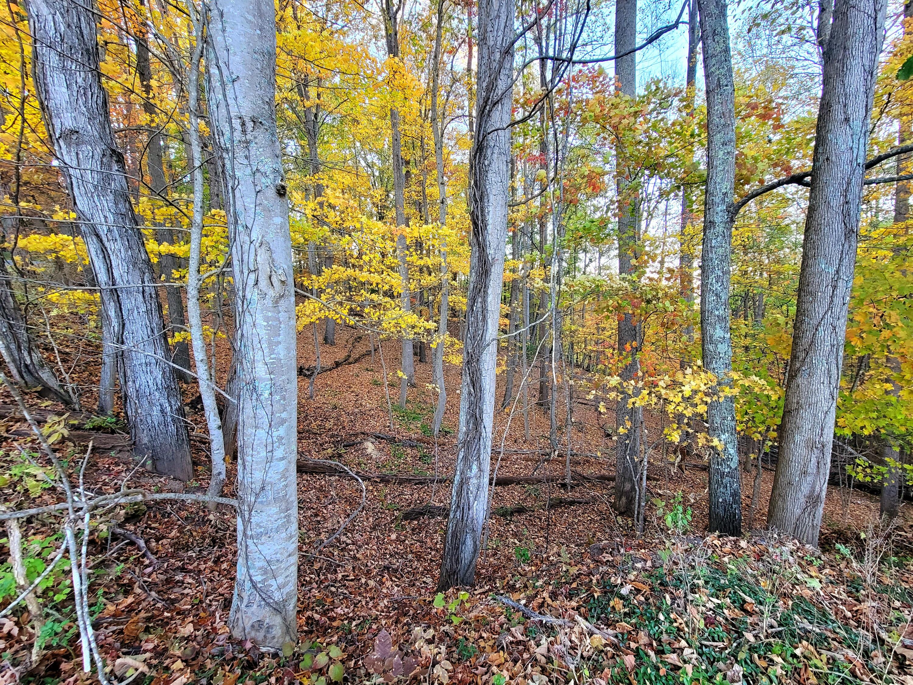 1308 Seminole Rd, Forest Hill, West Virginia image 4