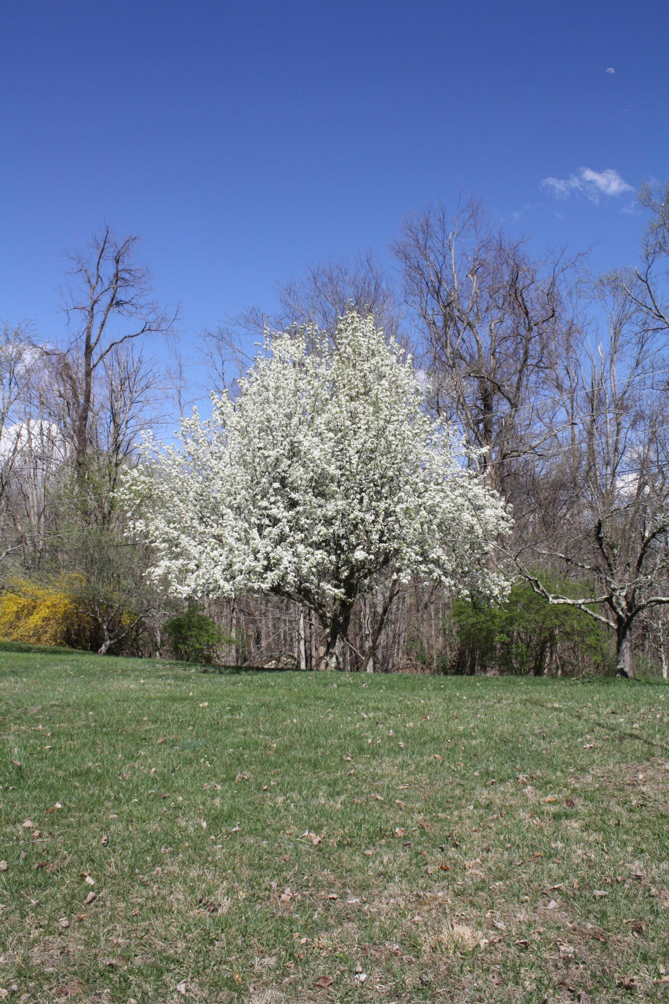 4284 Elk Knob Rd, Hinton, West Virginia image 48