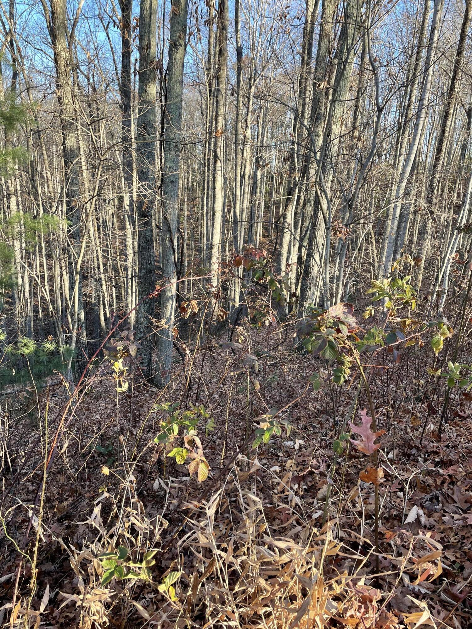 Lot 12 Pipestem Point #LOT 12, Pipestem, West Virginia image 7