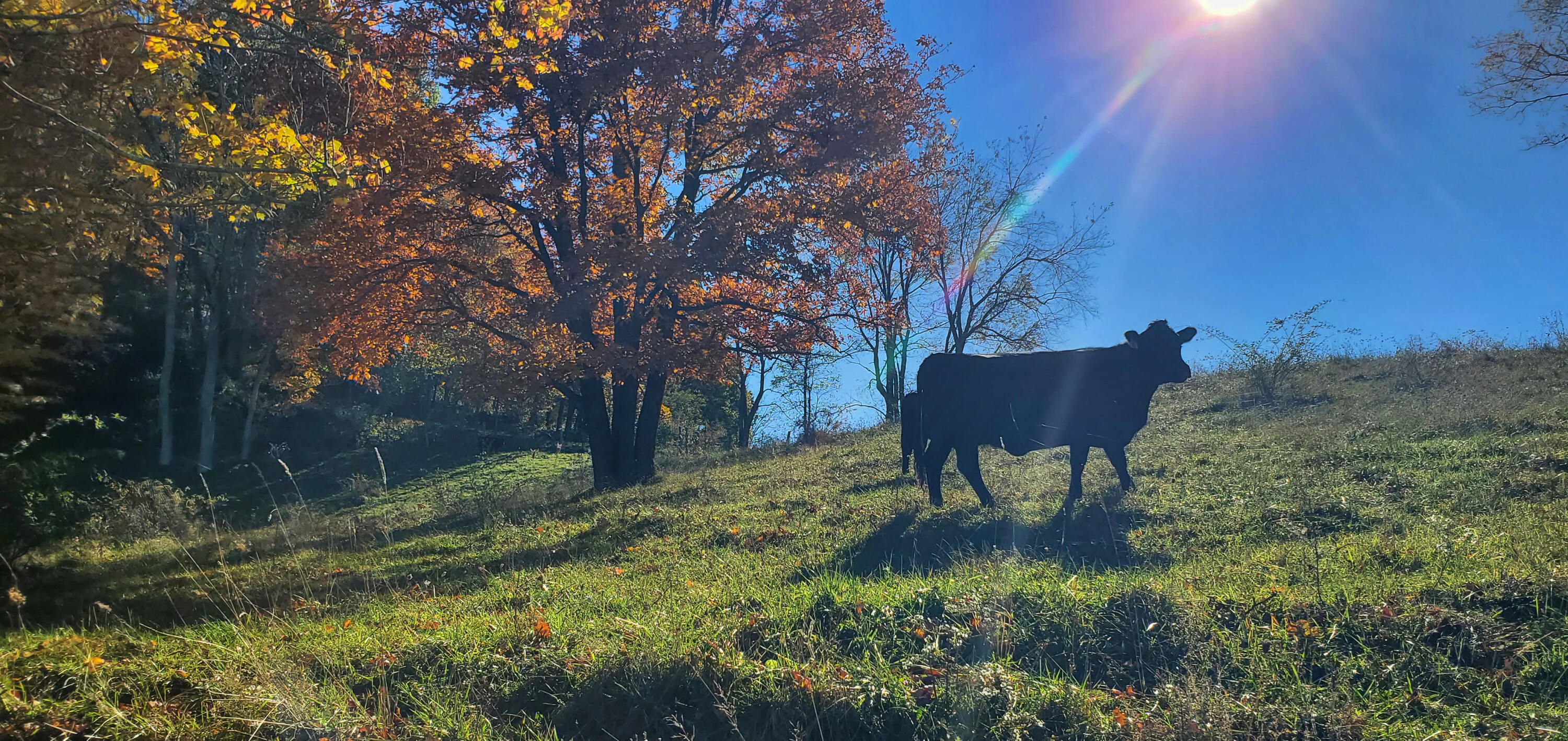 1500 Mountain Valley Rd, Gap Mills, West Virginia image 8