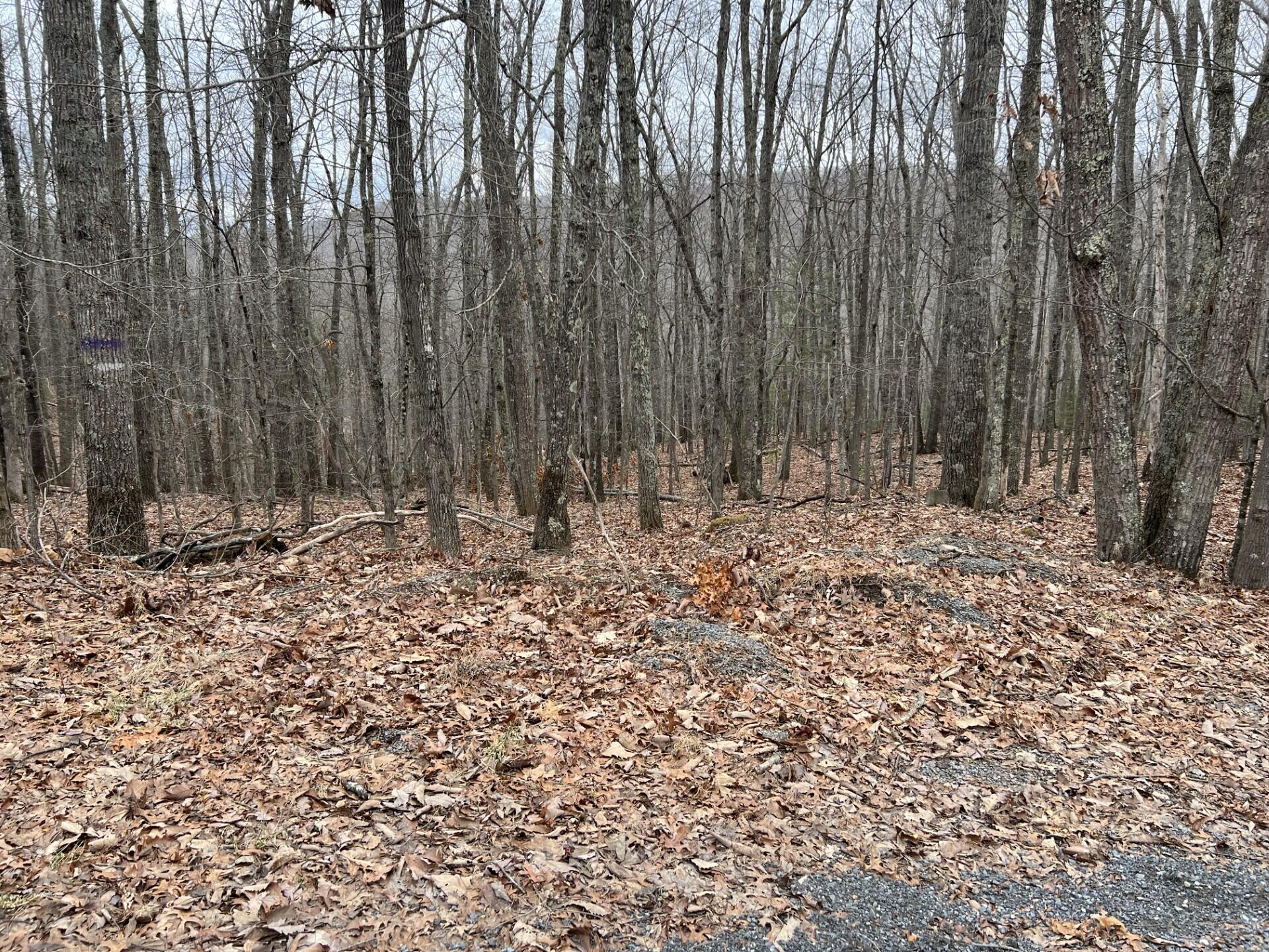 Rattle Snake Rd, Gap Mills, West Virginia image 8