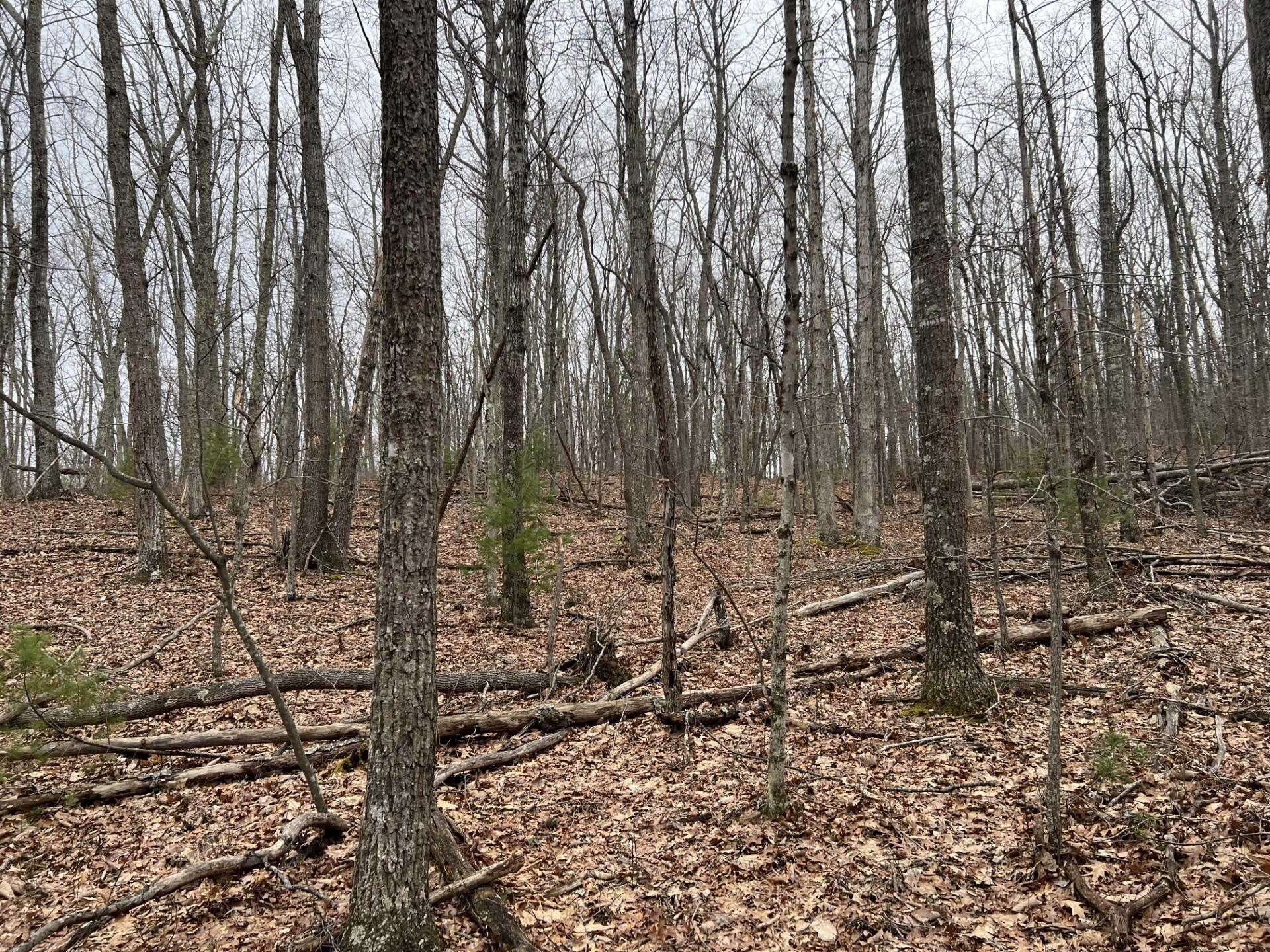 Rattle Snake Rd, Gap Mills, West Virginia image 6