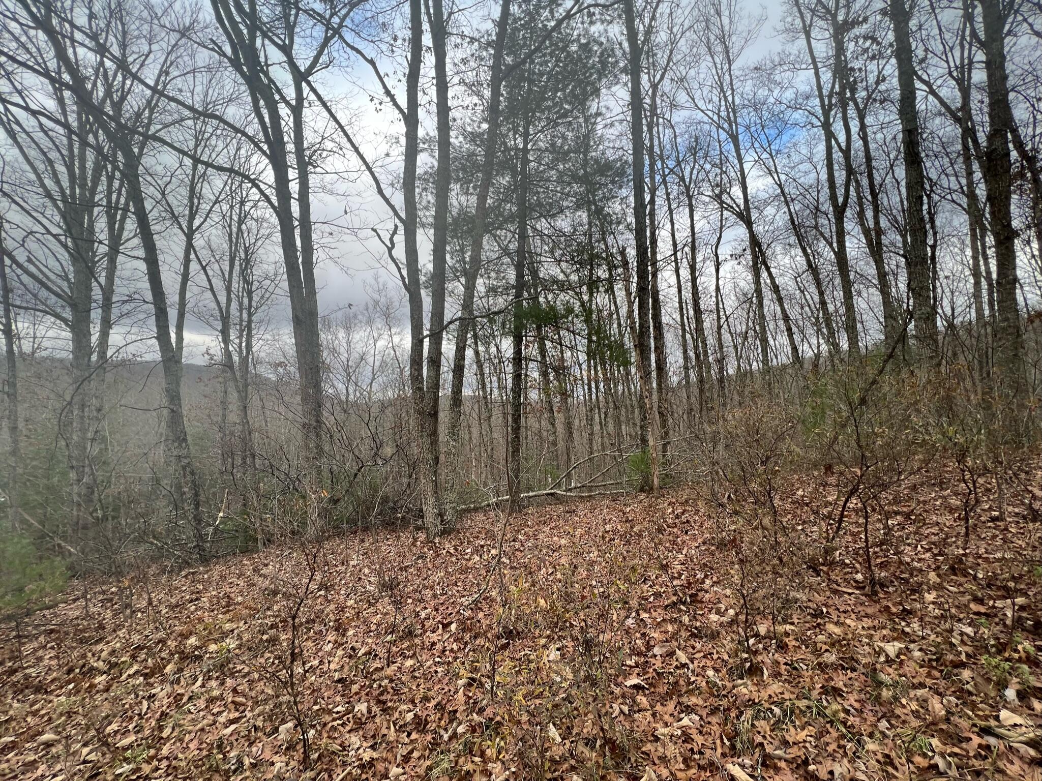 Wildcat Hill Rd, Gap Mills, West Virginia image 36