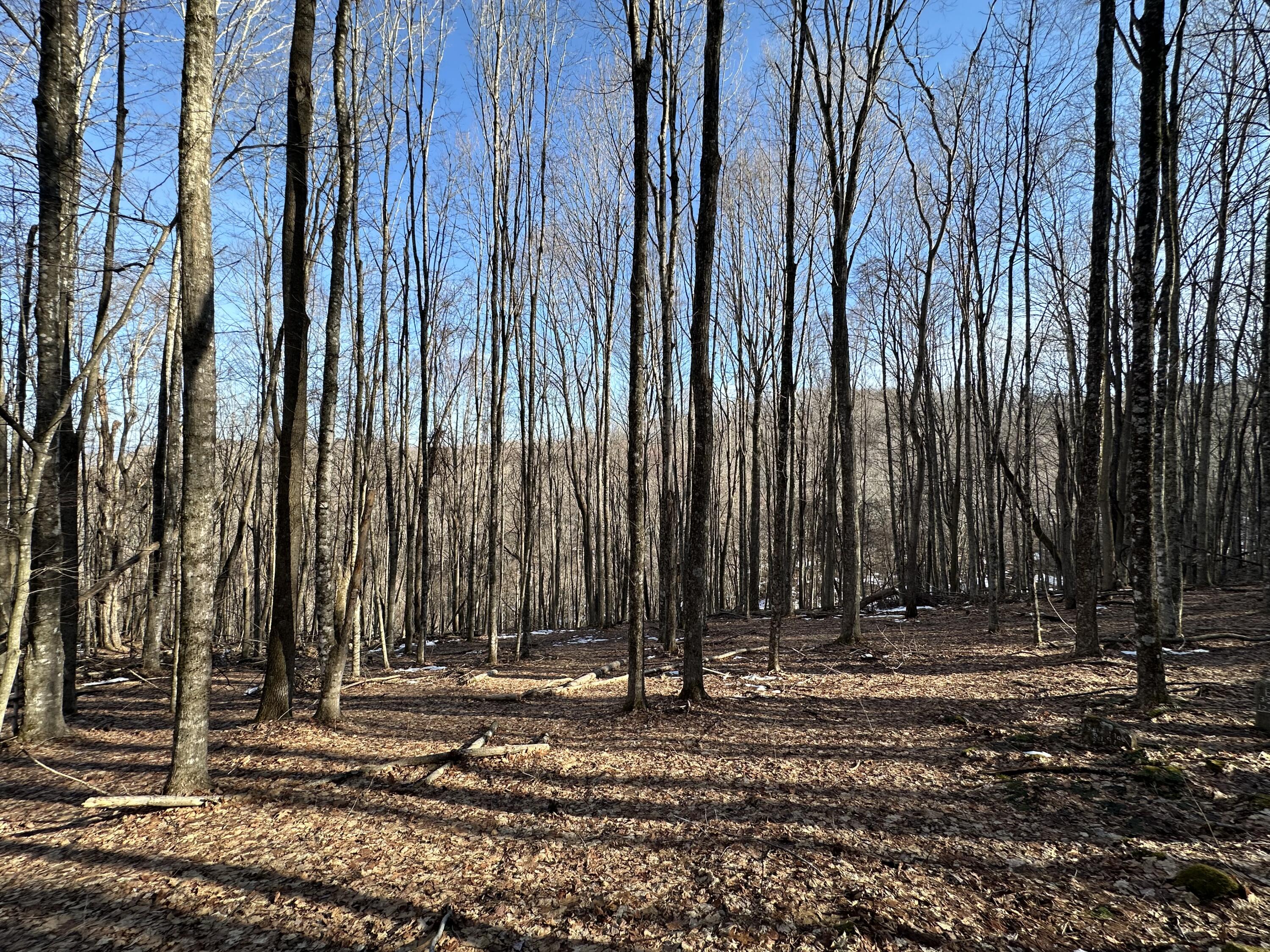 1399 Russell Scott Rd, Hillsboro, West Virginia image 14