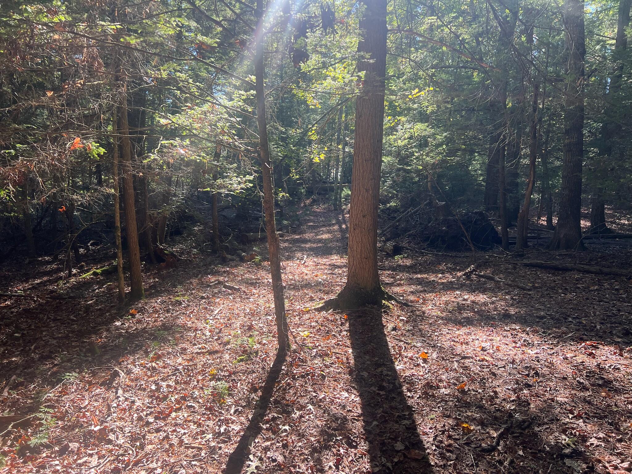 Old Asbury Trace #LOT 24, Lewisburg, West Virginia image 3