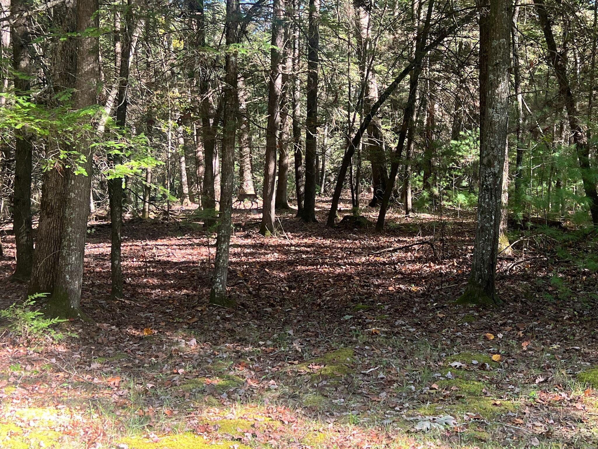 Old Asbury Trace #LOT 24, Lewisburg, West Virginia image 18