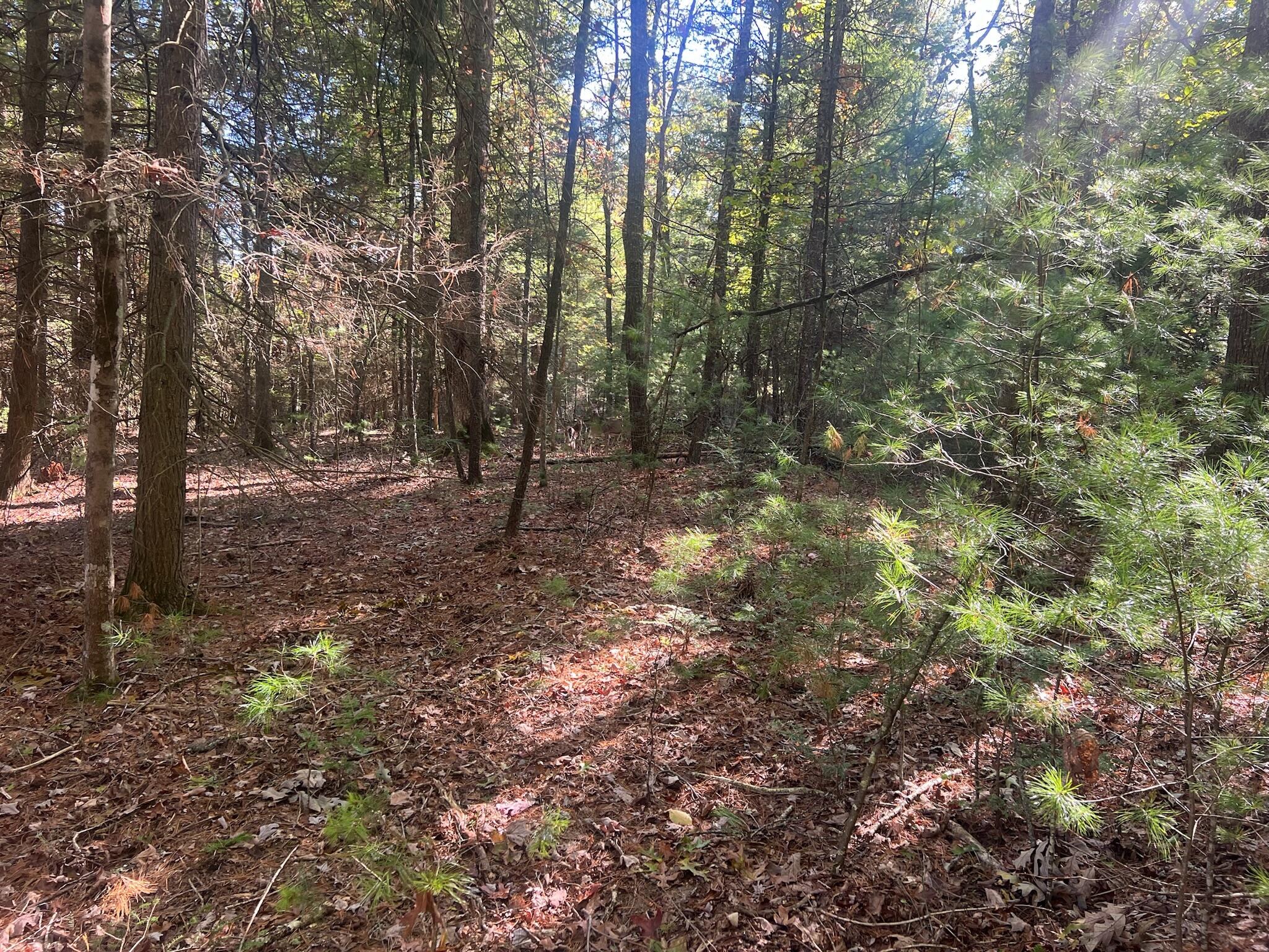 Old Asbury Trace #LOT 24, Lewisburg, West Virginia image 9