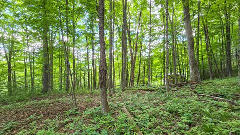 Vacant Land For Sale - LOT 13 Lower Cherry Grove<br/> Slatyfork, WV 26291