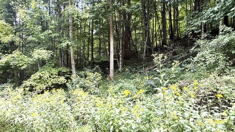 Vacant Land For Sale - Little Mountain Drive<br/> Pocahontas County, Hillsboro, WV 24946