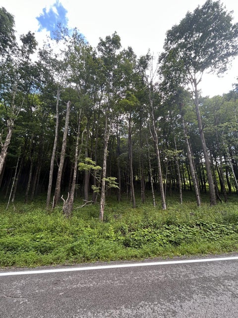 Vacant Land For Sale - 6181 Cass Road<br/> Slatyfork, WV 26291