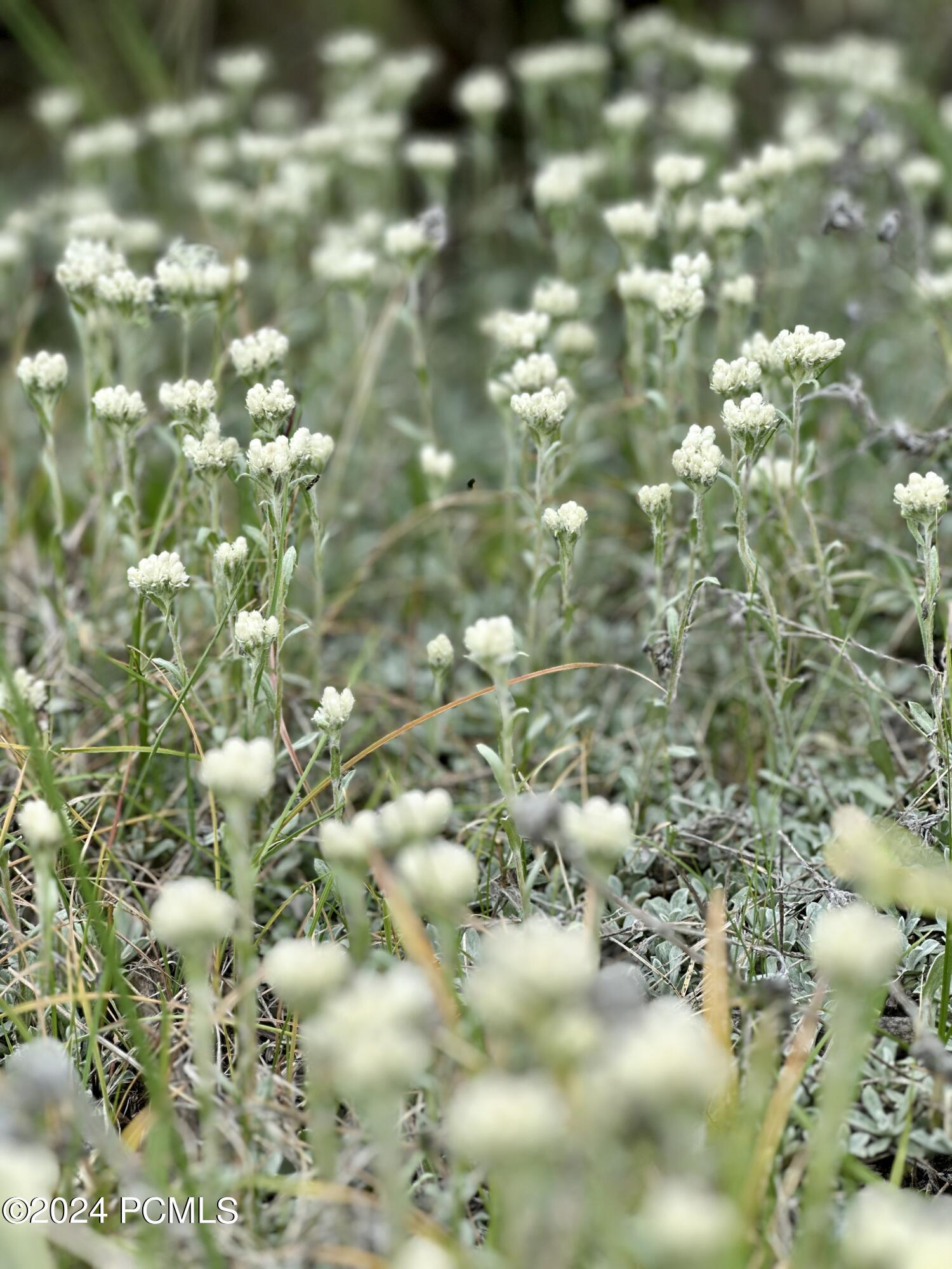 Kamas, Utah 84036, United States, ,Land,Pending,39770