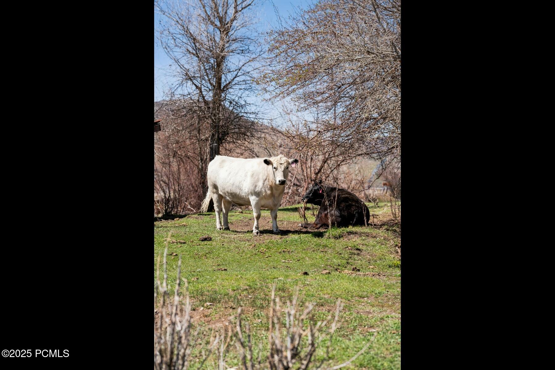 Wanship, Utah 84017, United States, 3 Bedrooms Bedrooms, ,2 BathroomsBathrooms,Residential,Active,115636