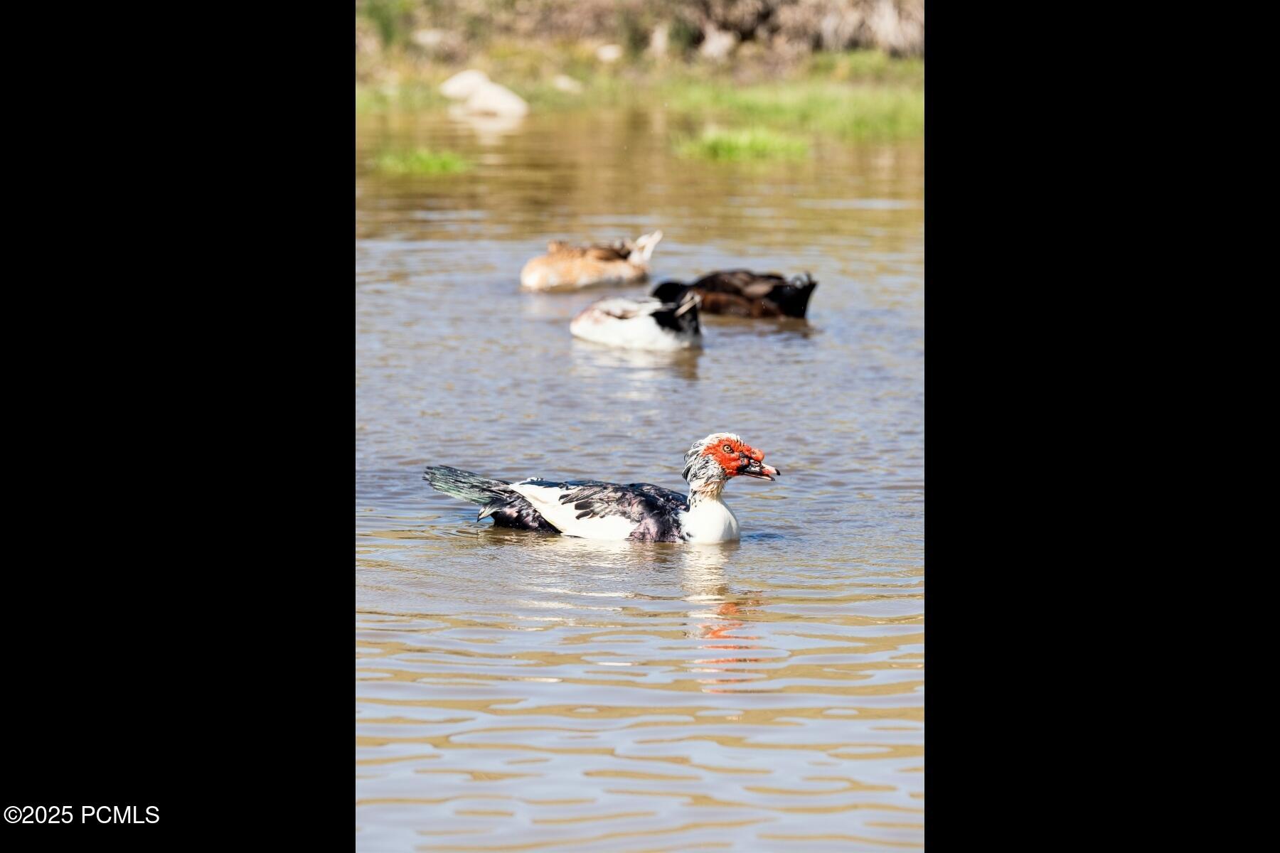 Wanship, Utah 84017, United States, 3 Bedrooms Bedrooms, ,2 BathroomsBathrooms,Residential,Active,115636