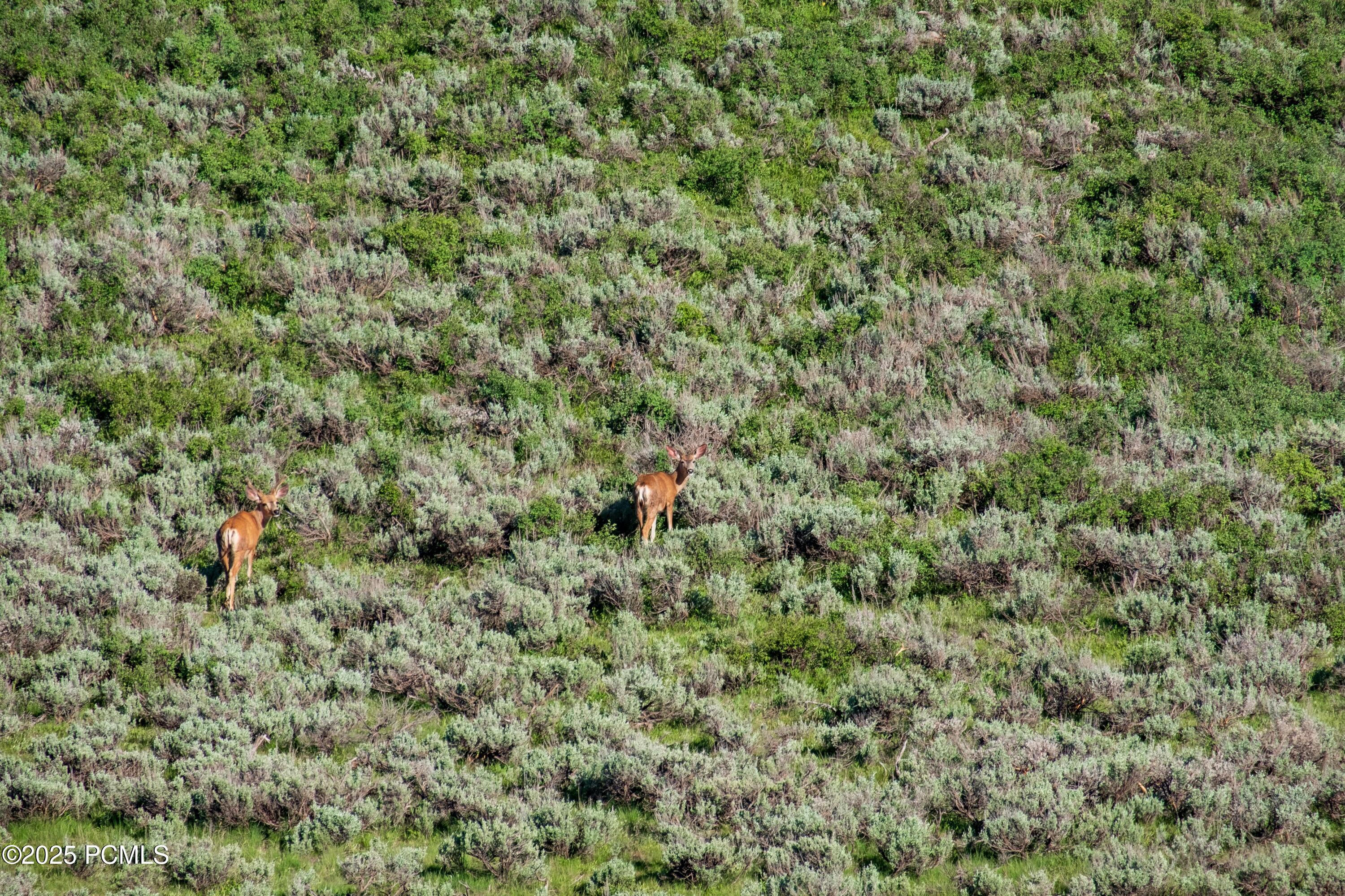 3530 N Wolf Creek Ranch Road, Kamas, Utah image 24