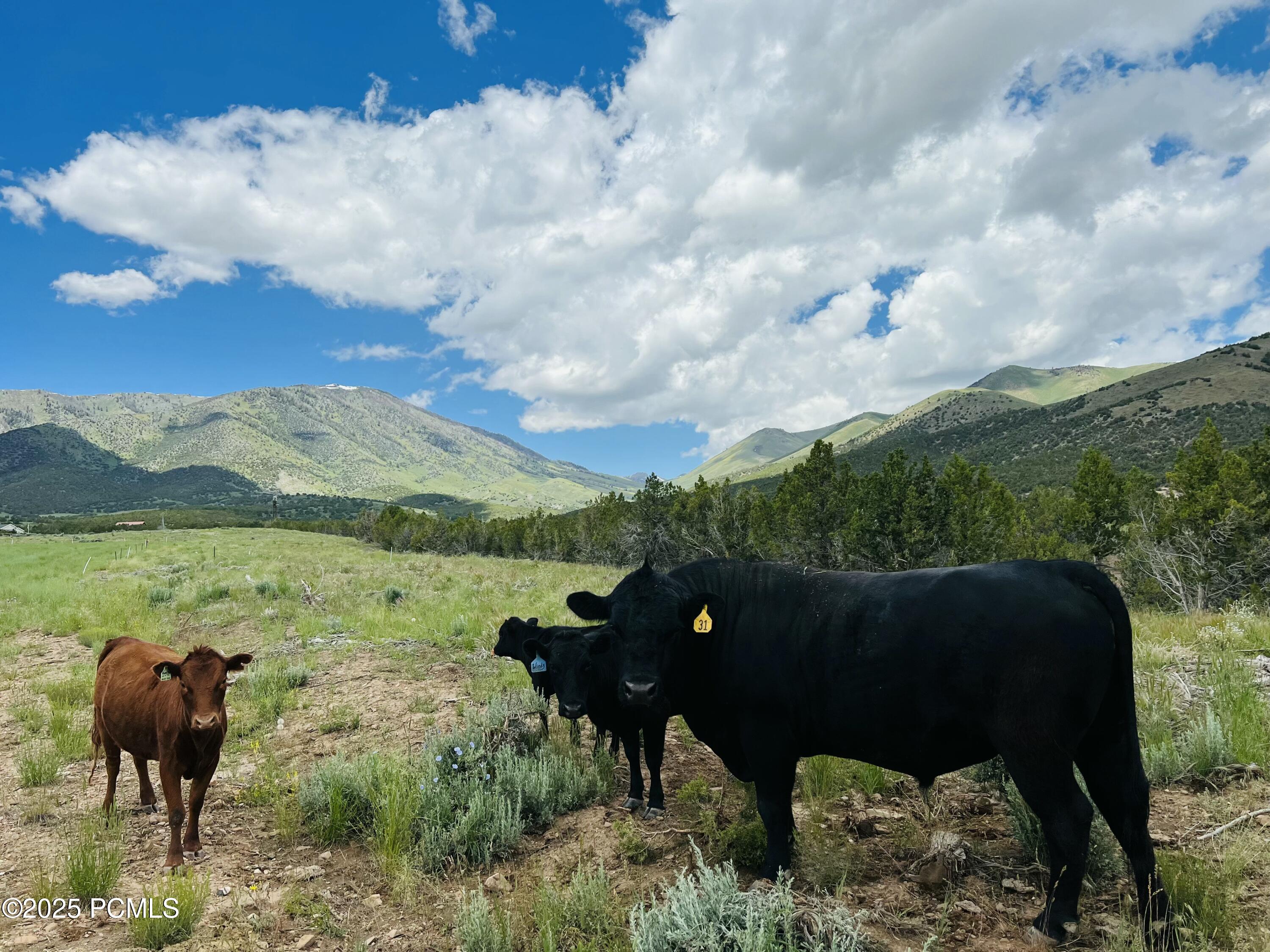 1294 N Buck Run Road, Rush Valley, Utah image 18