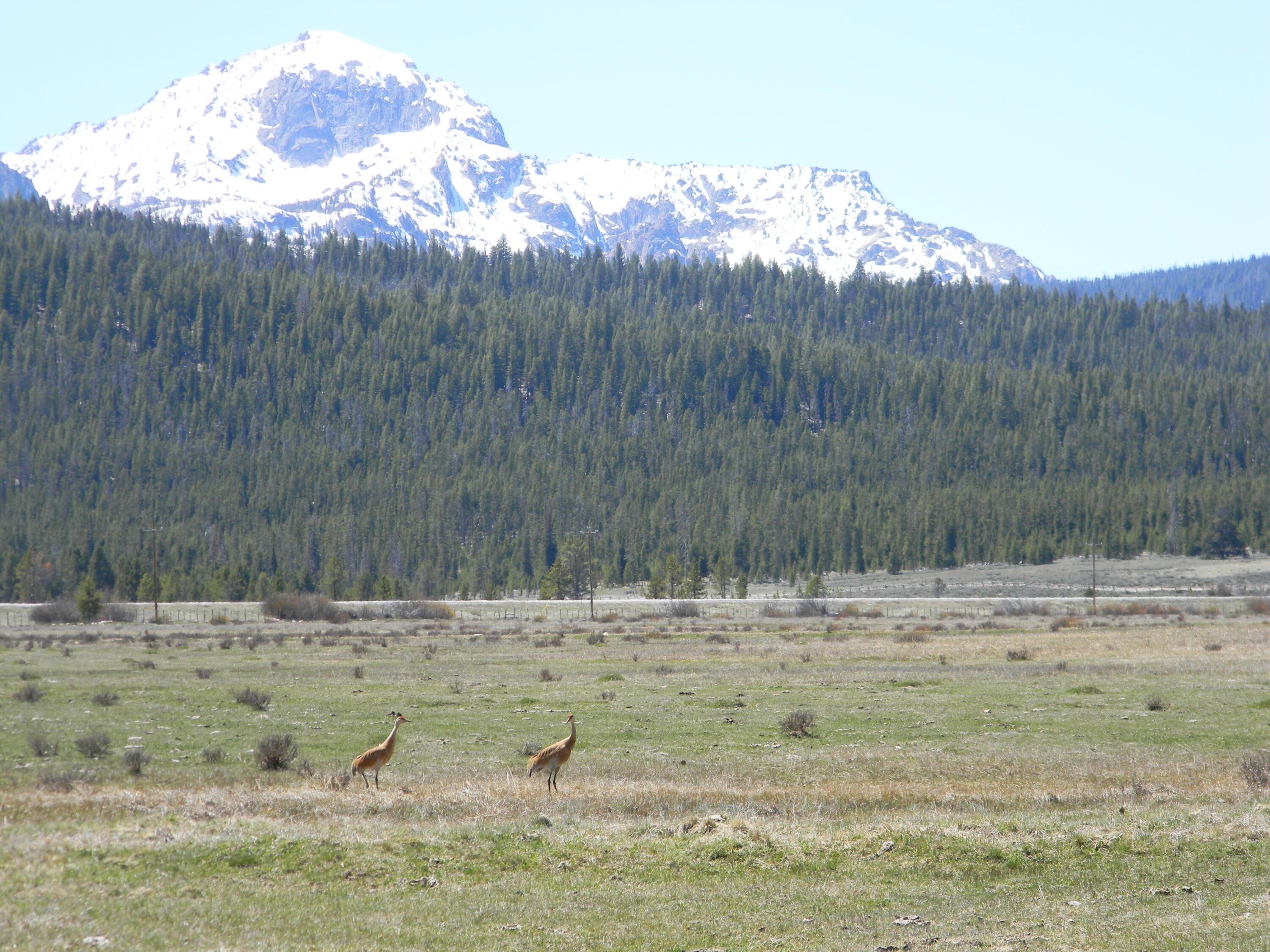 Sandhill Crane