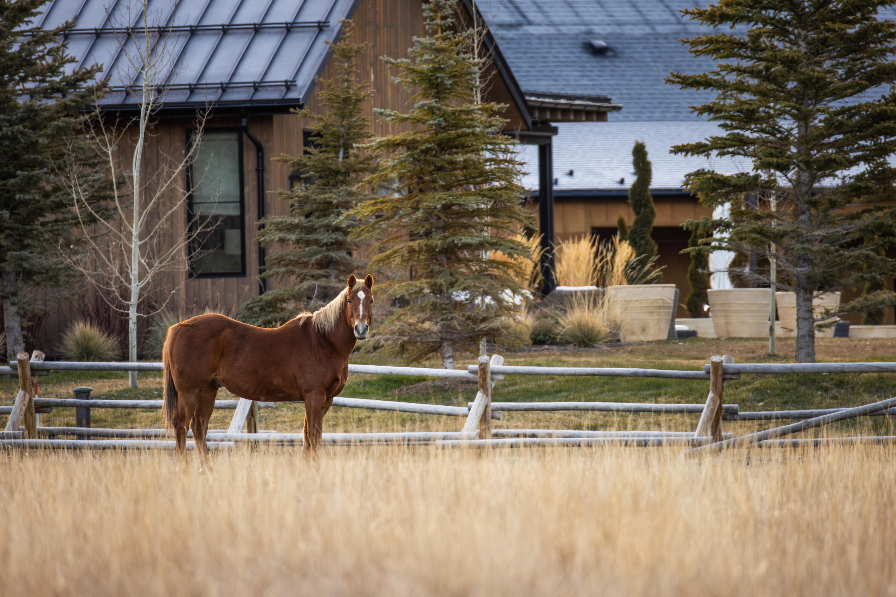 Pasture
