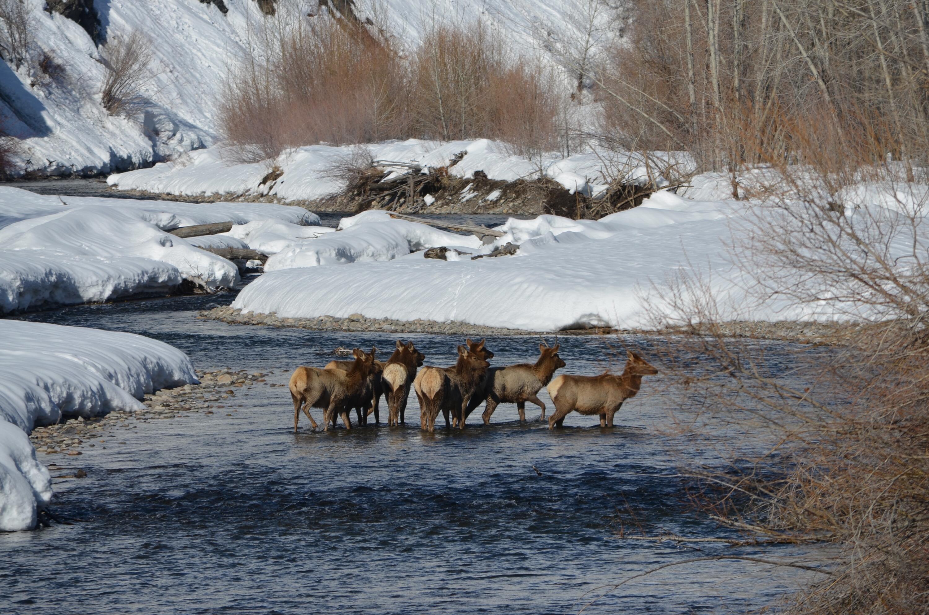 Elk in Winter BORR