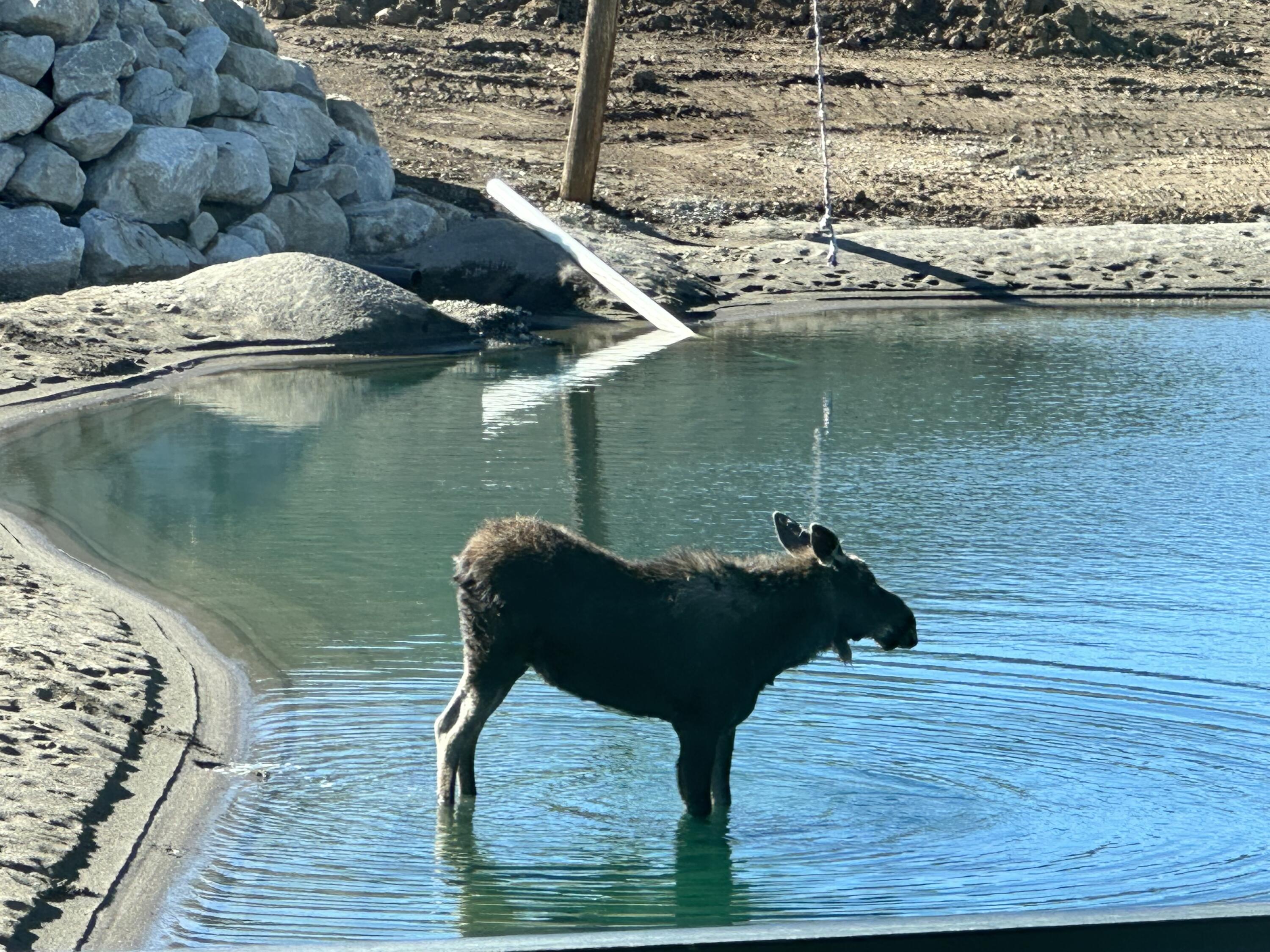 Wildlife in the pond