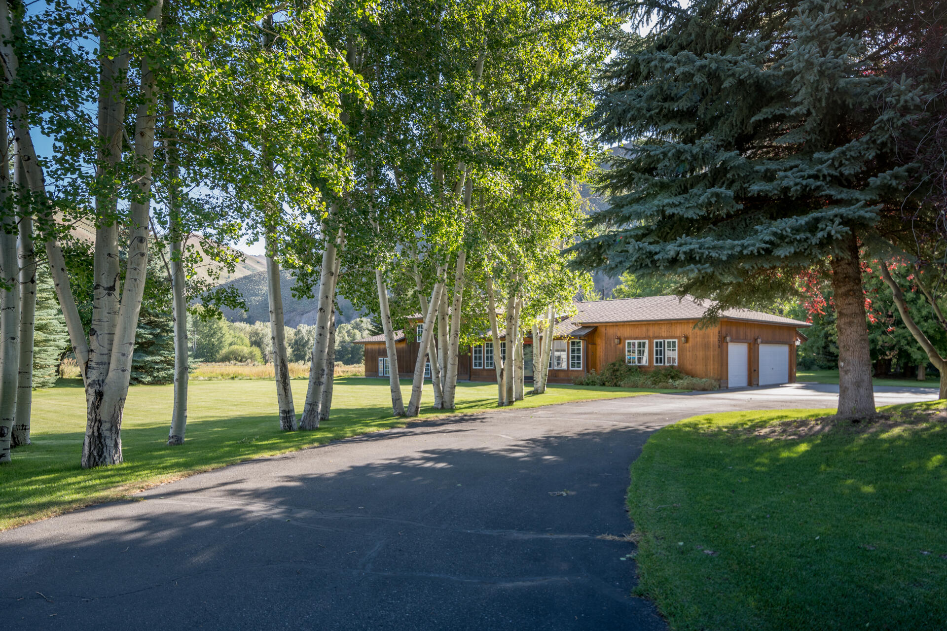 Tree lined Driveway