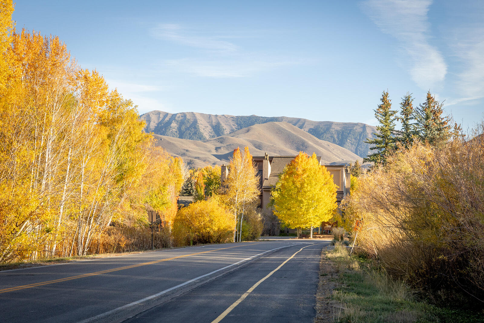 Beautiful Elkhorn