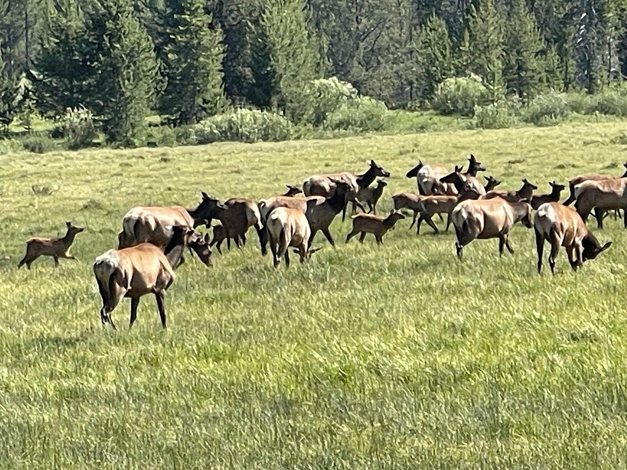 Highway 21 & Cow Camp Rd, Stanley, Idaho image 6