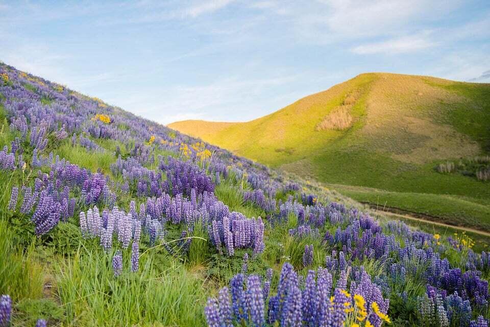 TBD Quigley Farm Road, Hailey, Idaho image 3